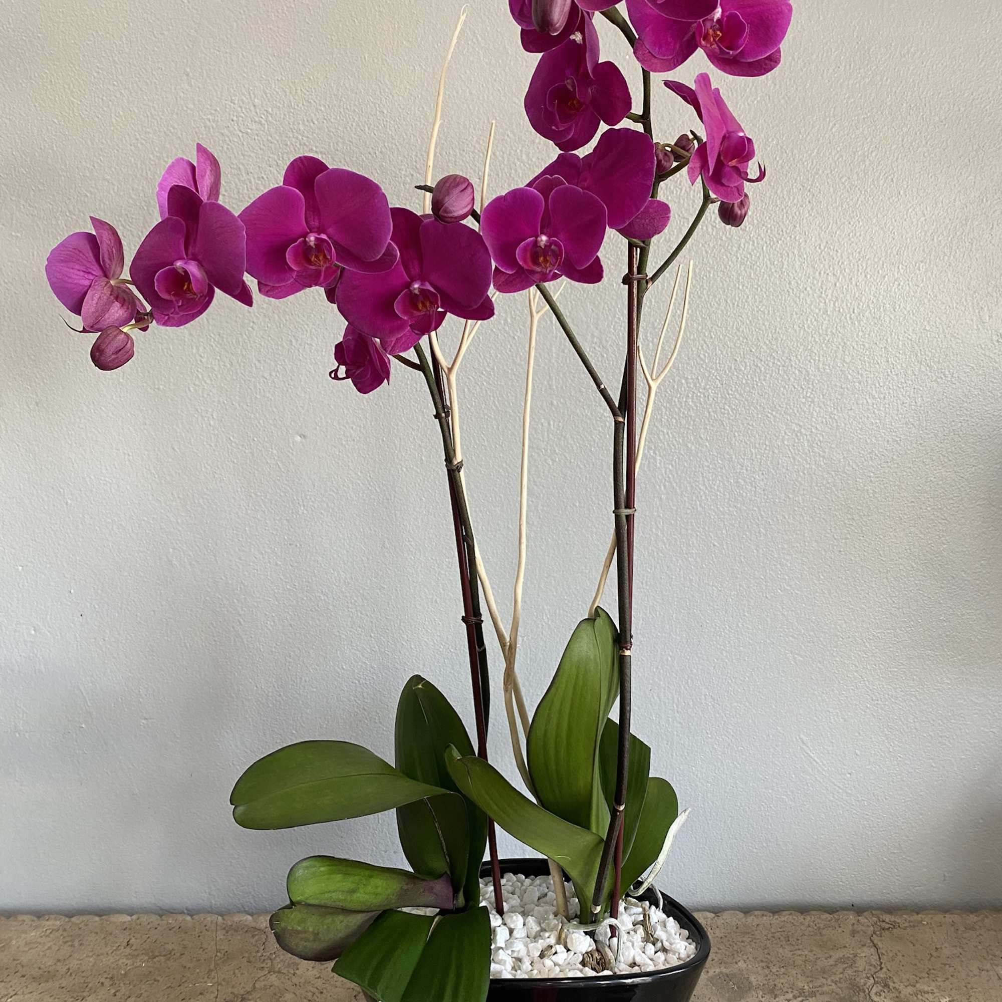 Potted magenta orchids in a black bowl planter