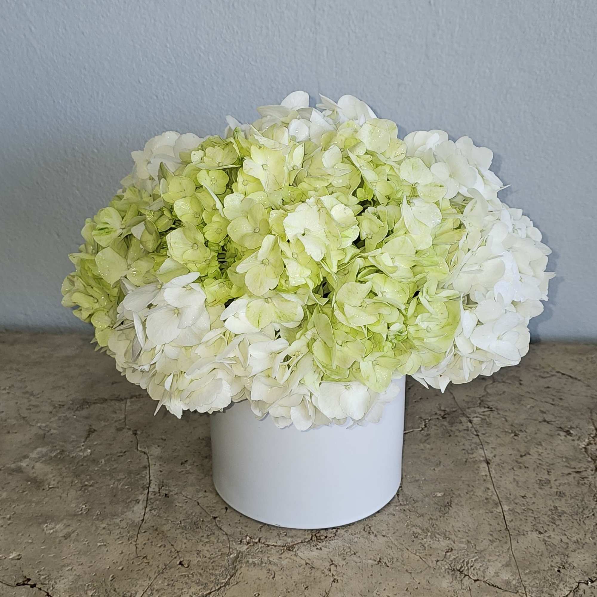 White and pale green hydrangeas arranged in a white cylindrical vase
