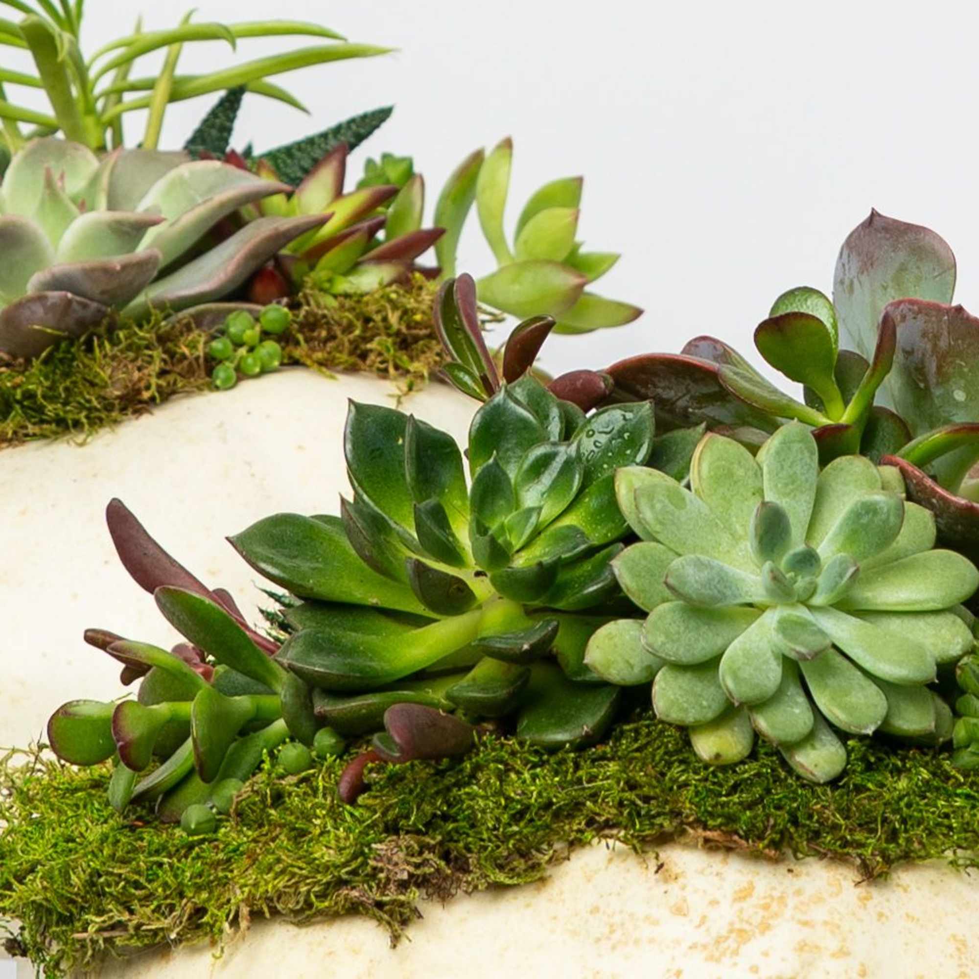 Introducing our Limited Edition hand-assembled succulent pumpkins. These are Locally Grown Ornamental, photo 2 of 2