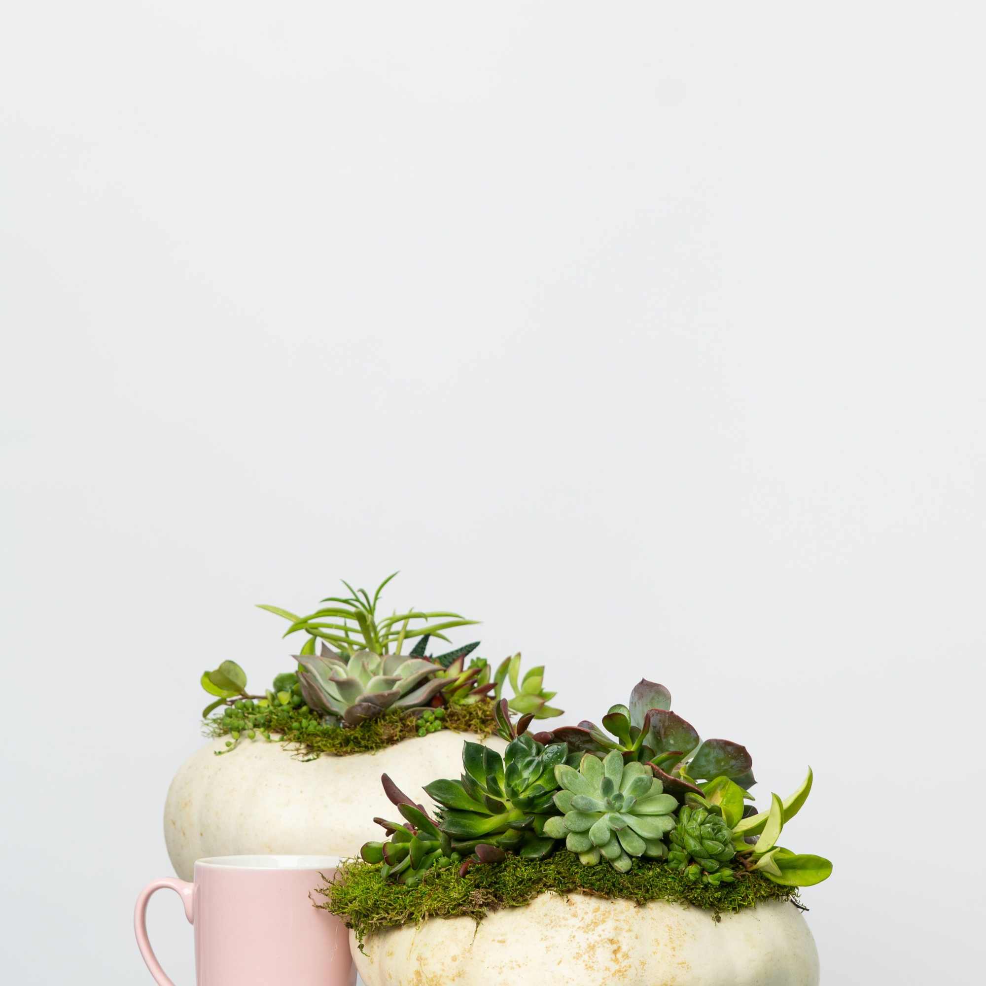 Introducing our Limited Edition hand-assembled succulent pumpkins. These are Locally Grown Ornamental