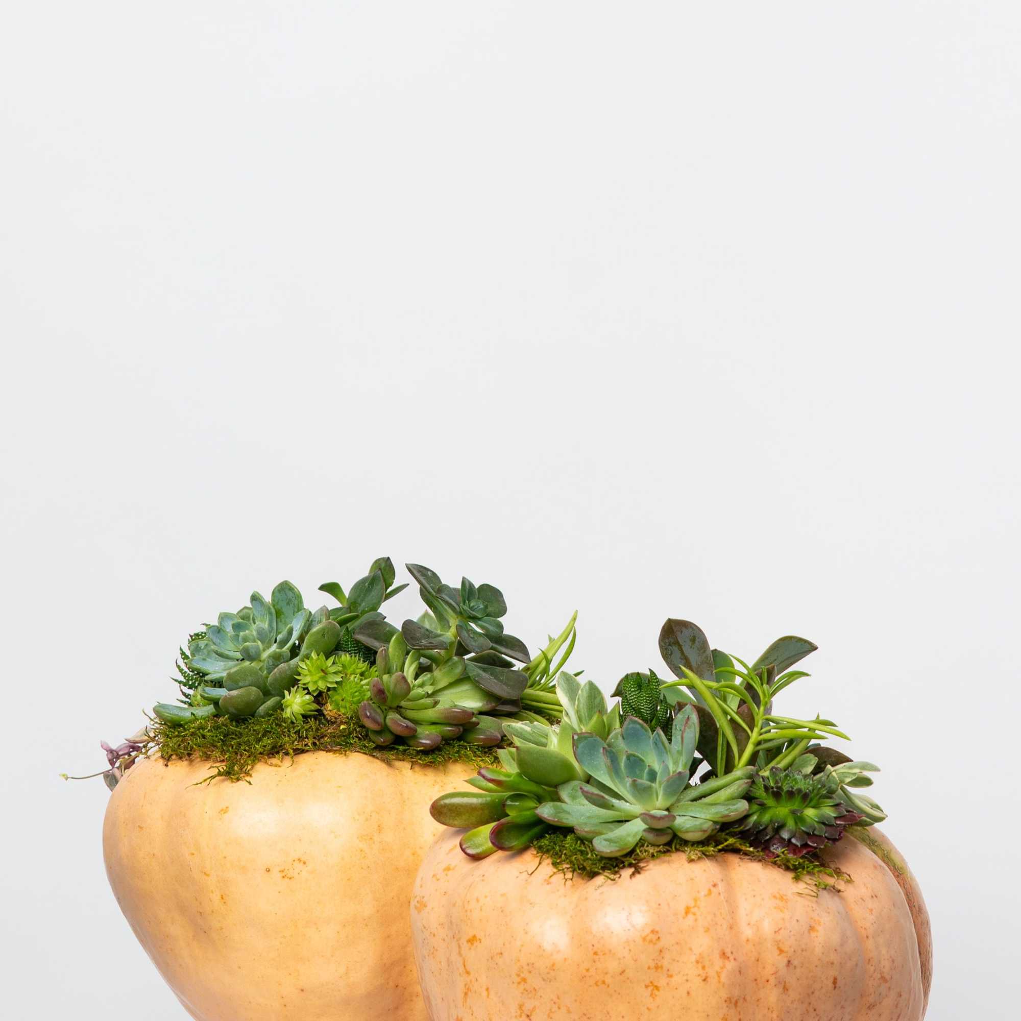 Two pumpkin planters filled with succulents on a white surface