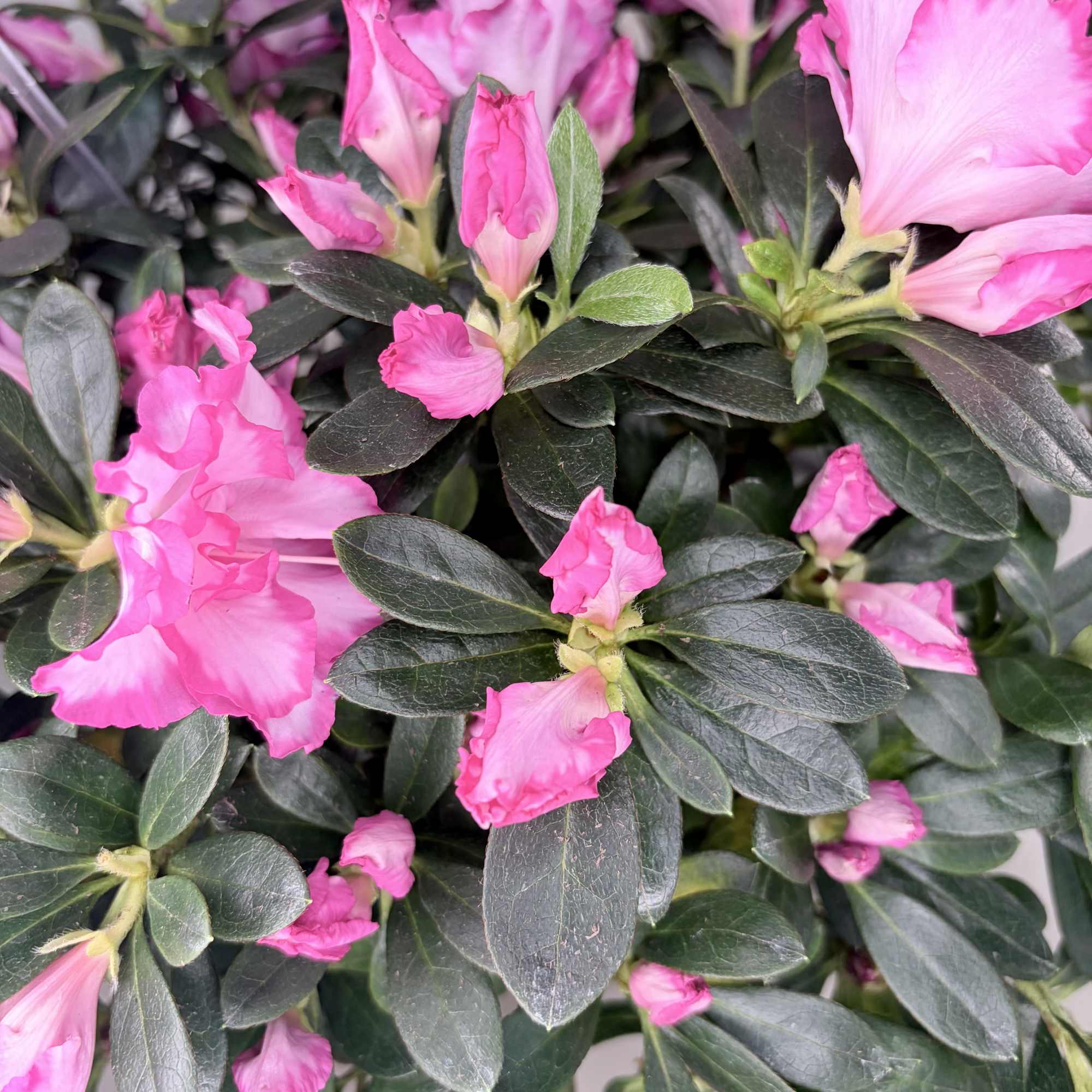A seasonal azalea plant in bloom. Colors vary day to day and, photo 3 of 3