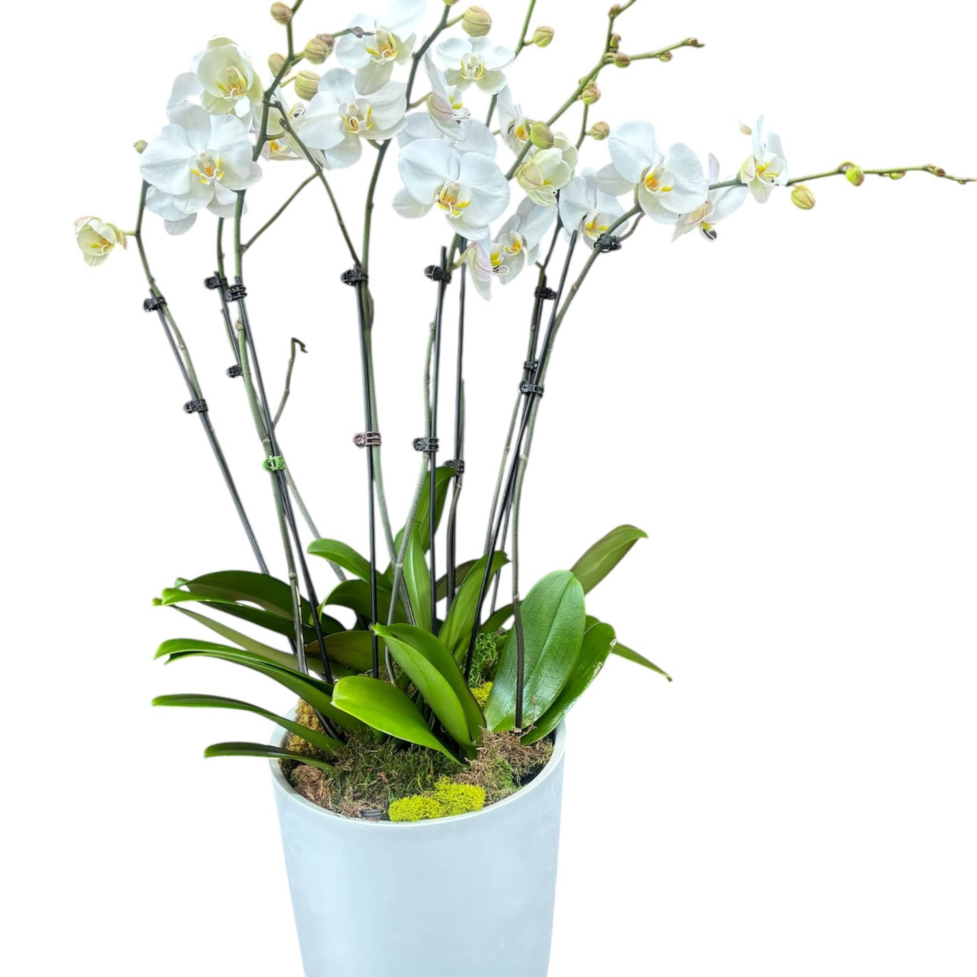 White orchid plant in a tall light blue pot