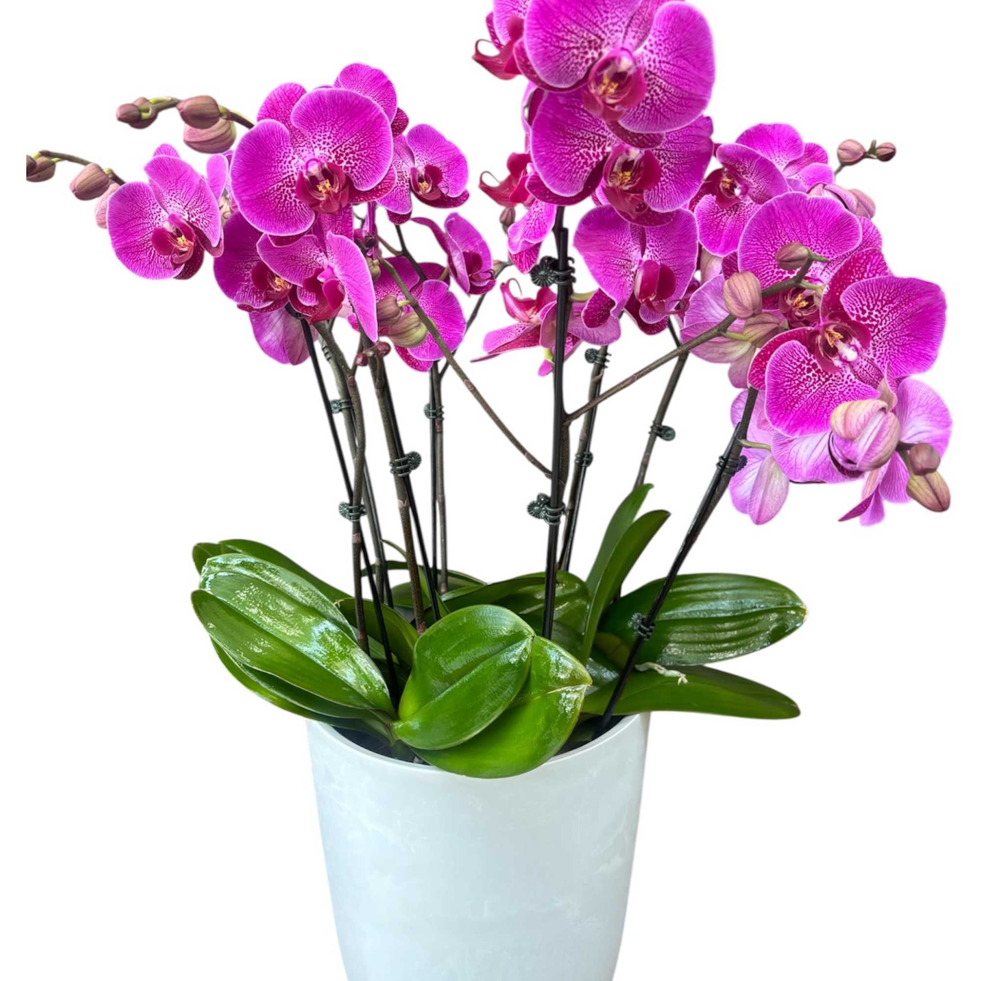 Potted arrangement of magenta orchids in a white planter