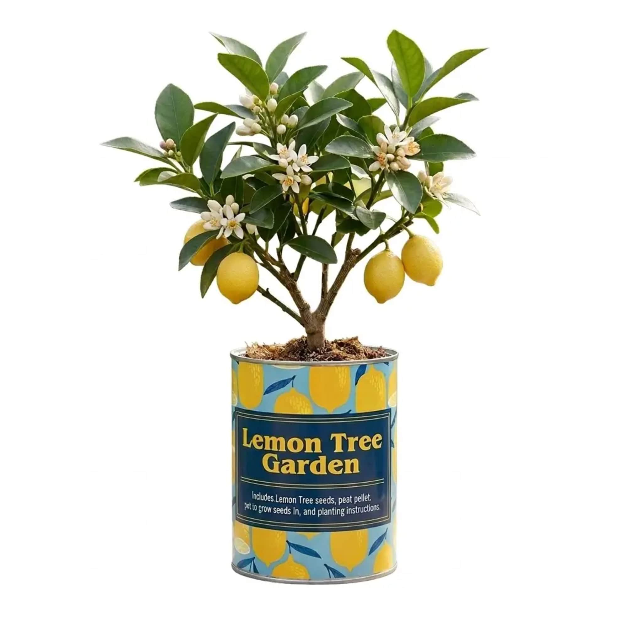Potted lemon tree with white blossoms and yellow fruit in a decorative tin