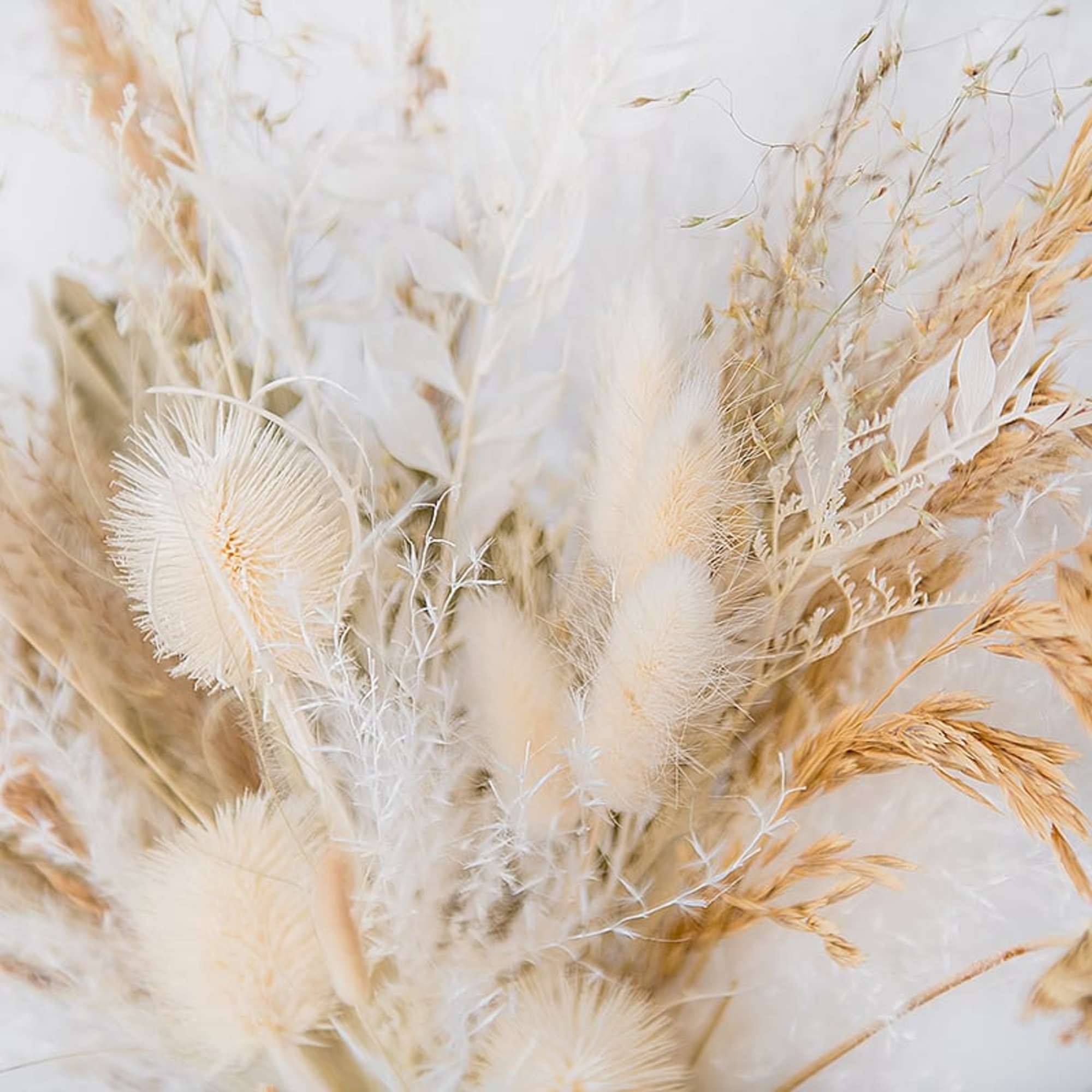 Dried beige and white pampas-style grasses in a loose bouquet