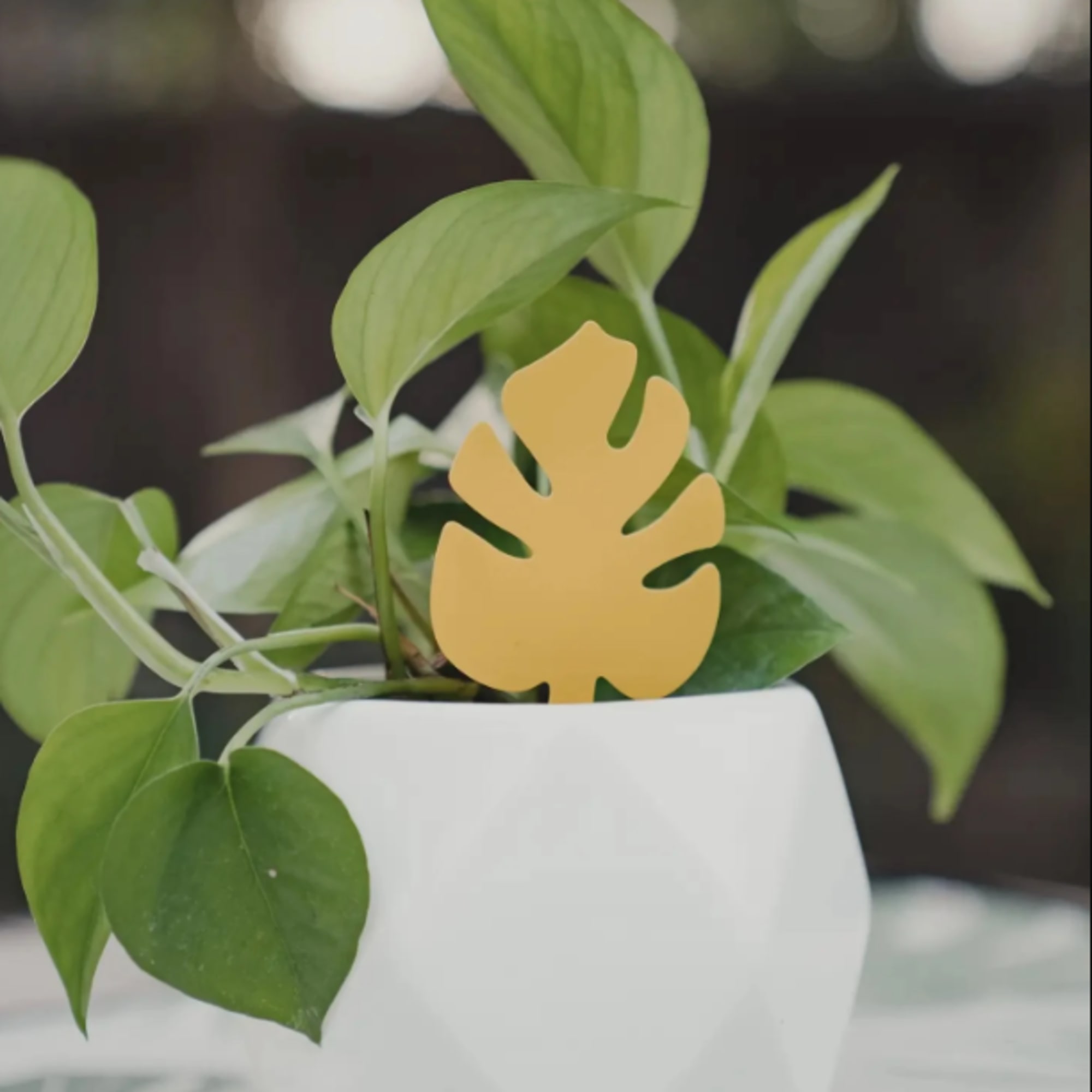 Potted green houseplant in a white ceramic planter with a yellow leaf pick