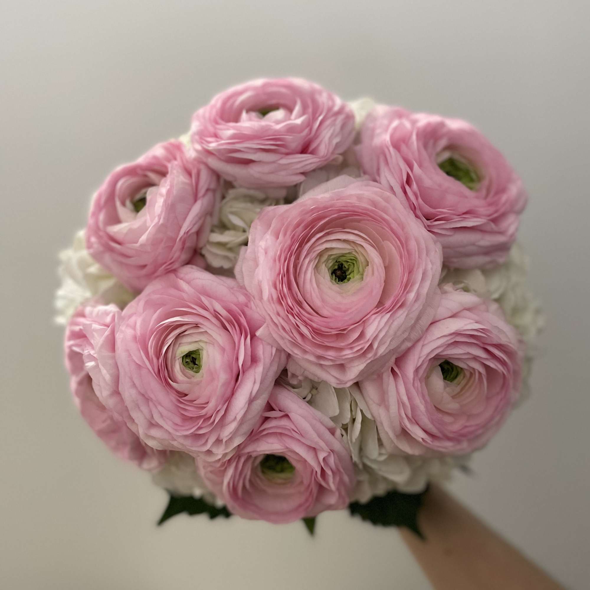 Bouquet of pink ranunculus with white flowers