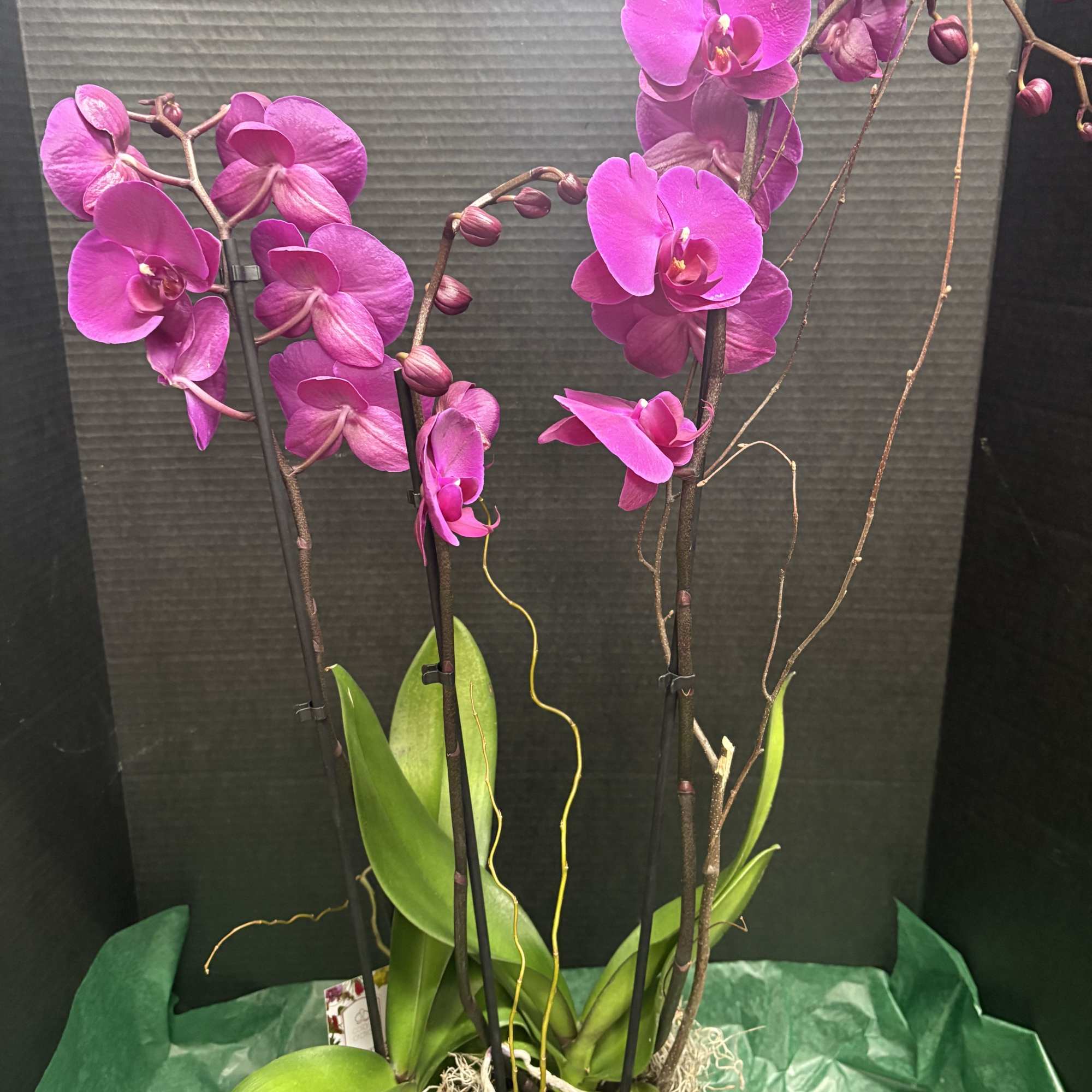 Potted arrangement of bright pink orchids with green leaves