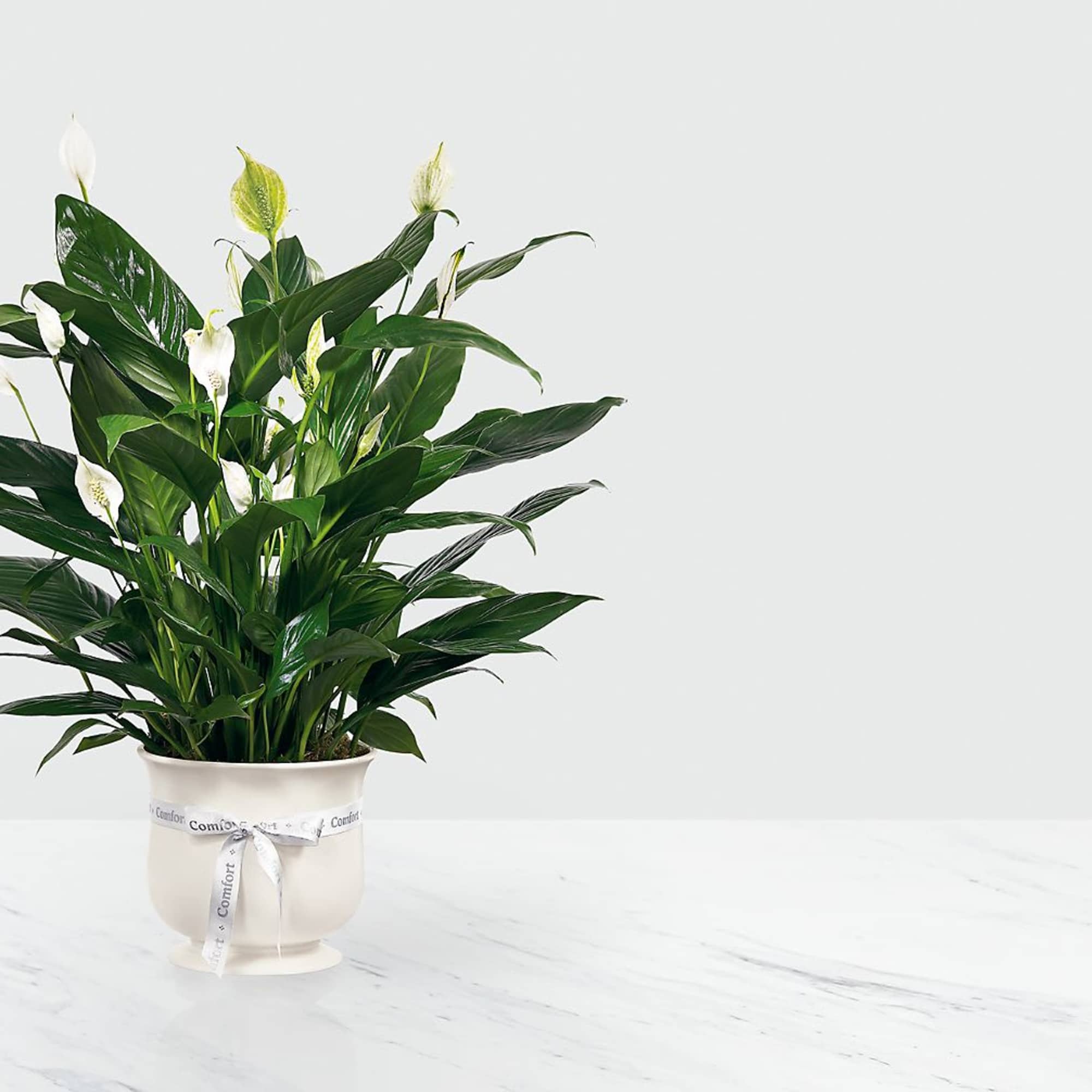 Potted peace lily with white blooms in a cream container