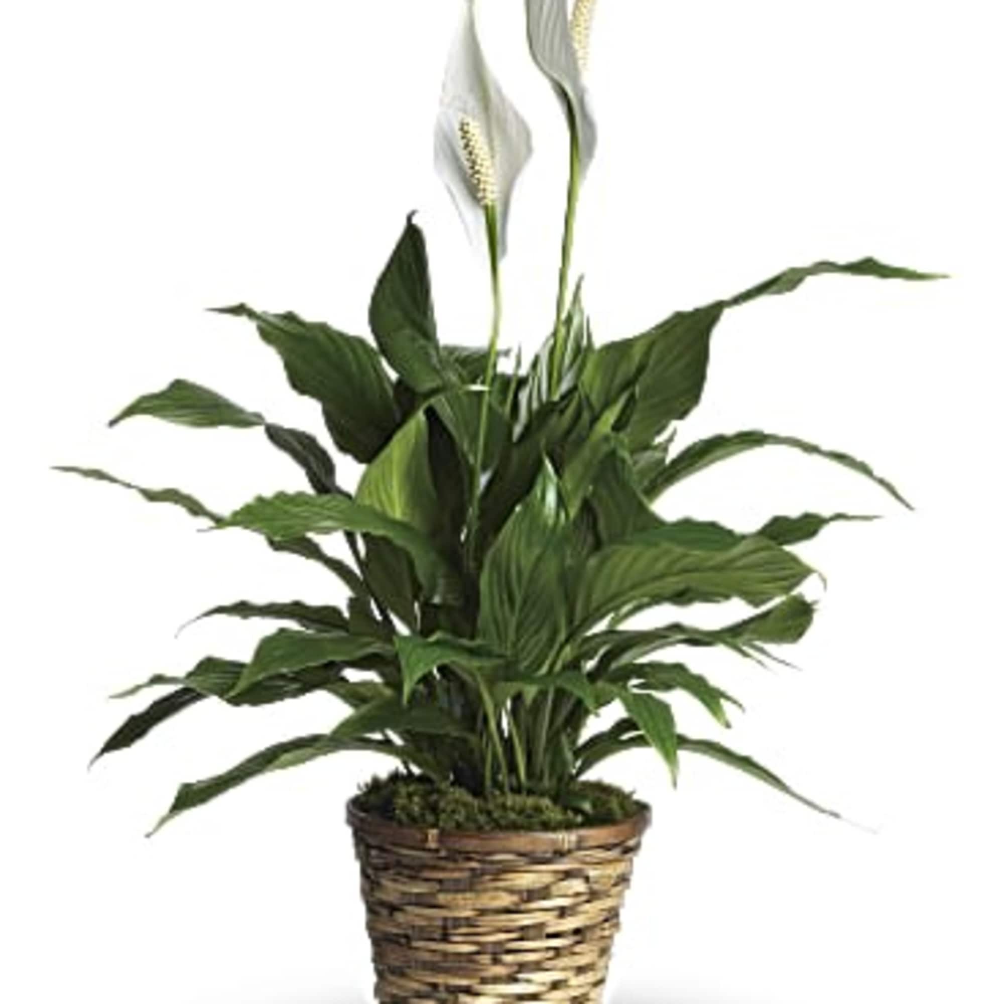 Potted peace lily with white blooms in a woven basket