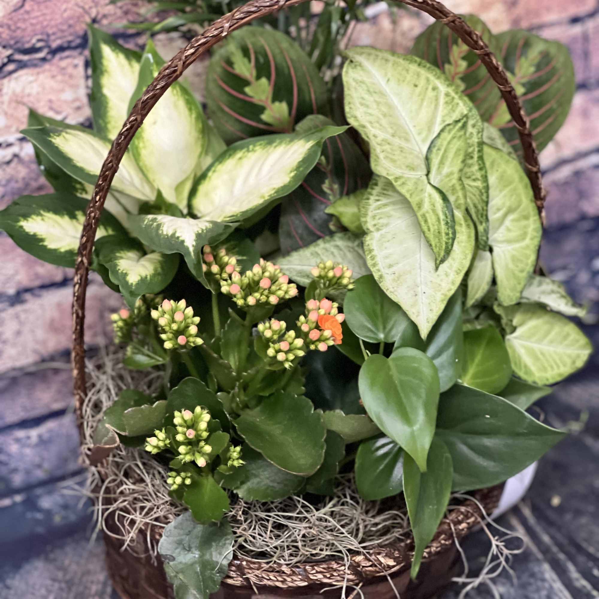 Basket of assorted green houseplants with small pink buds