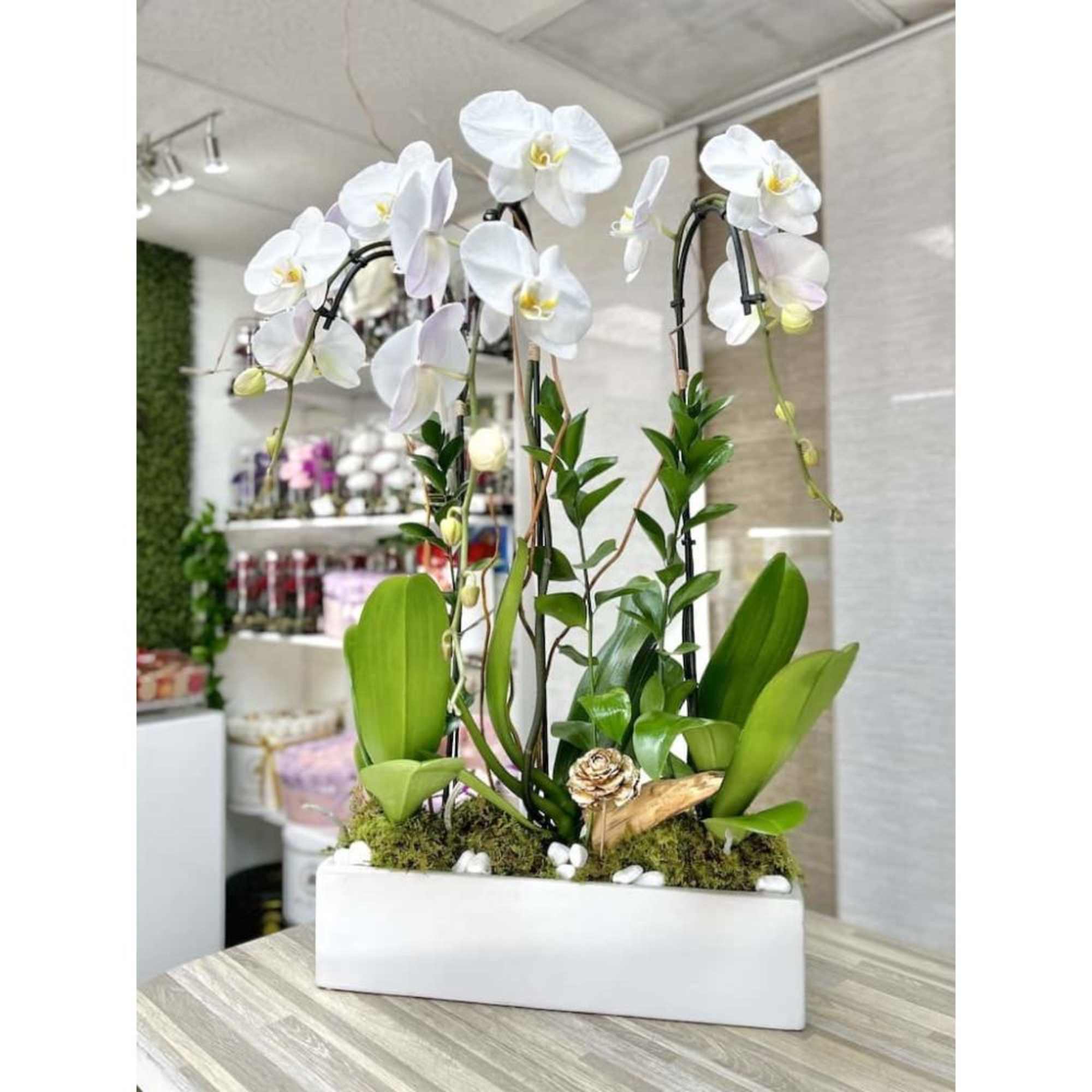 White phalaenopsis orchids with lush green foliage in a white ceramic planter.