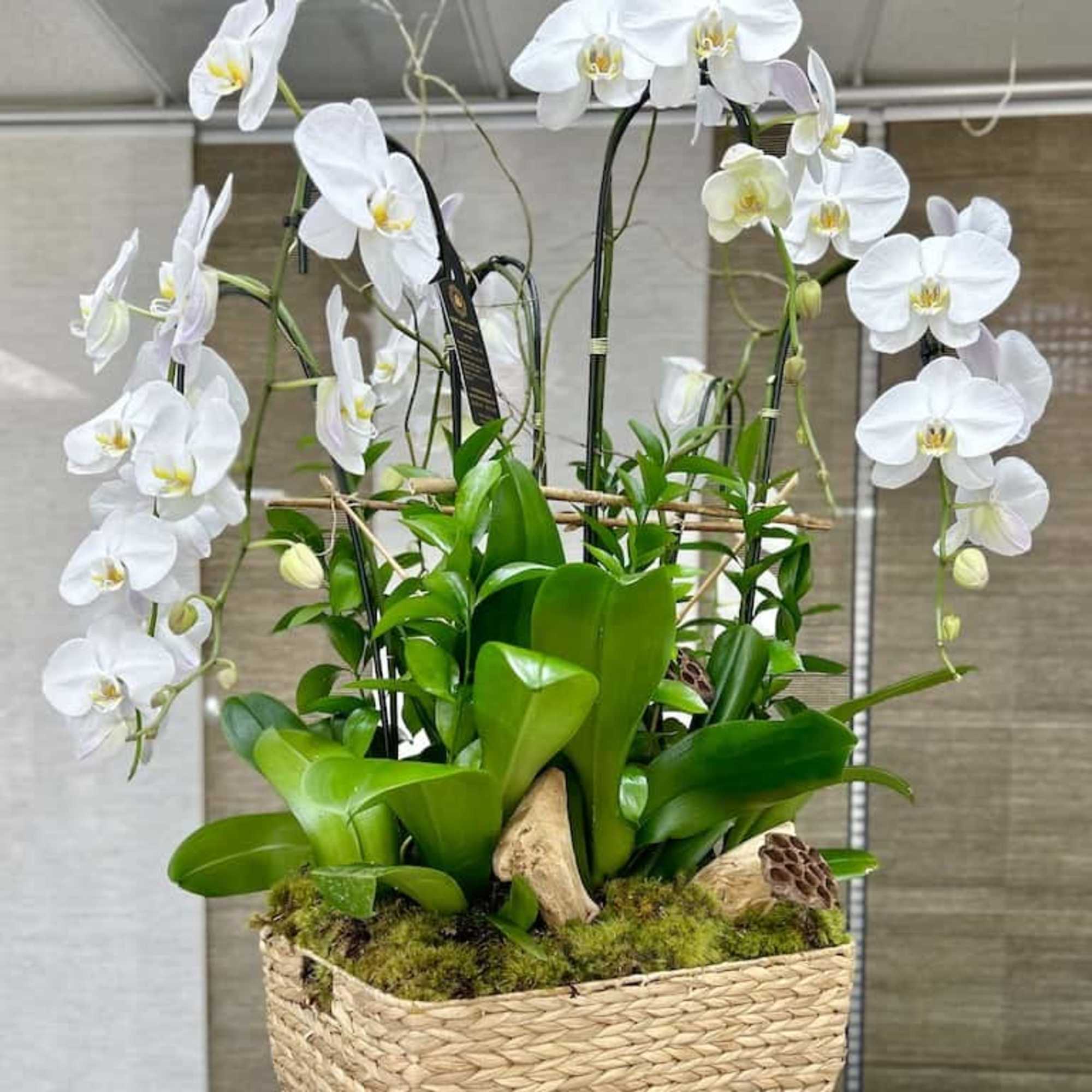 Tall white orchid planter with multiple stems in a woven rectangular basket.