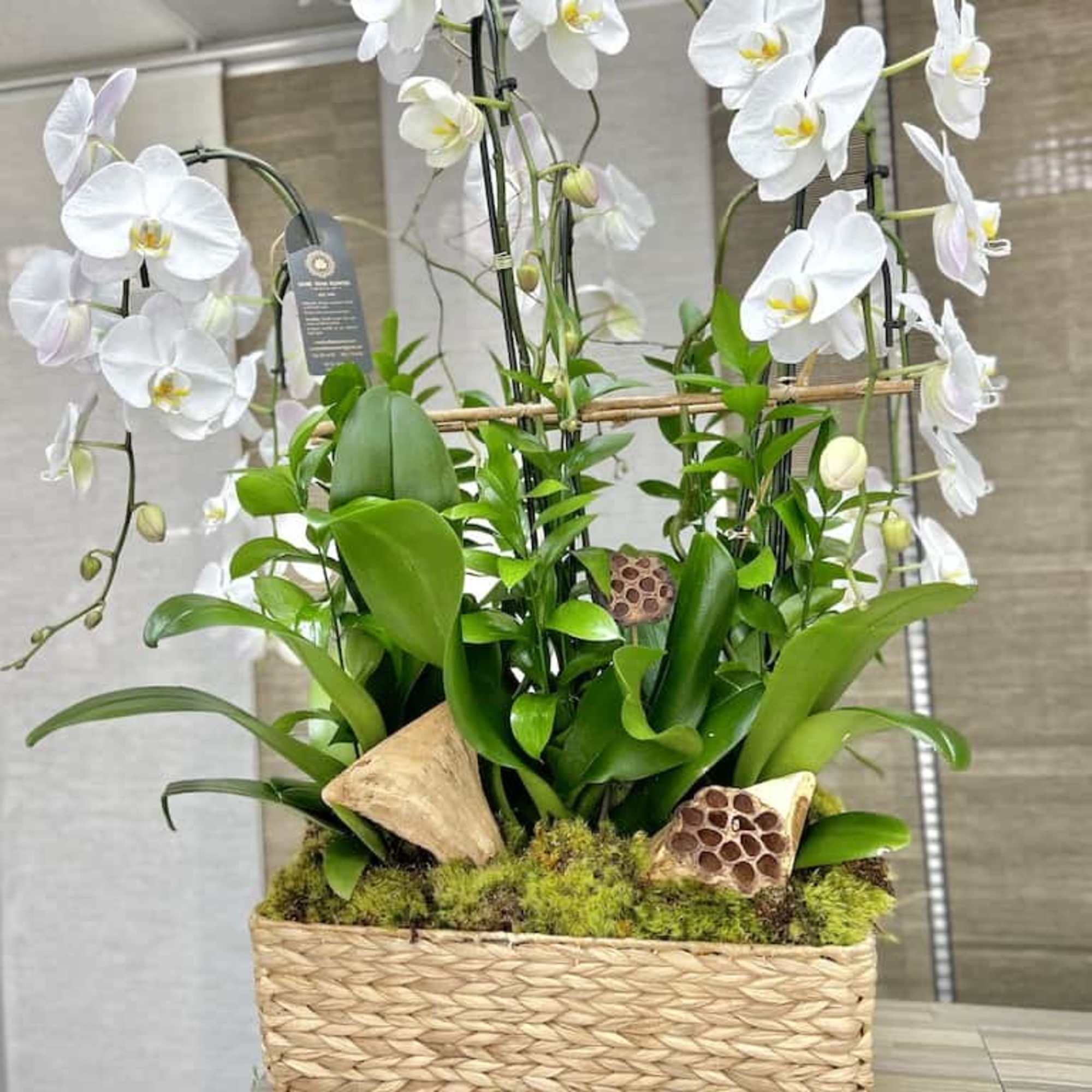Tall white orchid plants in a rectangular woven basket planter with decorative pods