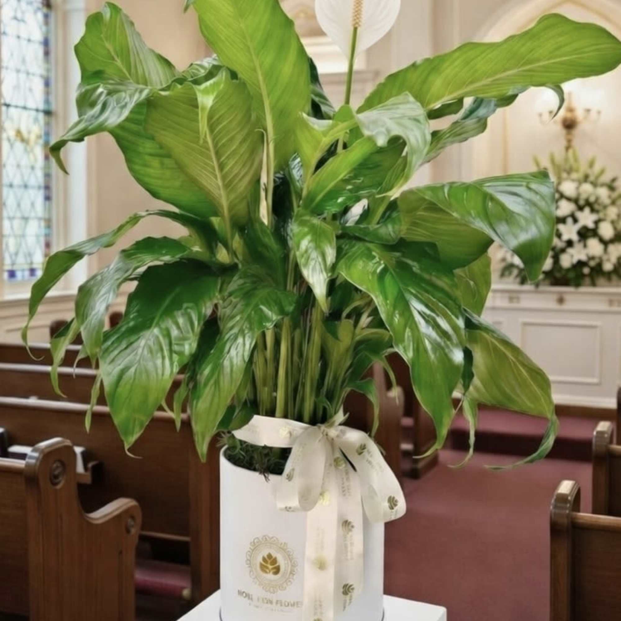 Large peace lily plant with glossy green leaves in a white pot with a bow in a chapel.