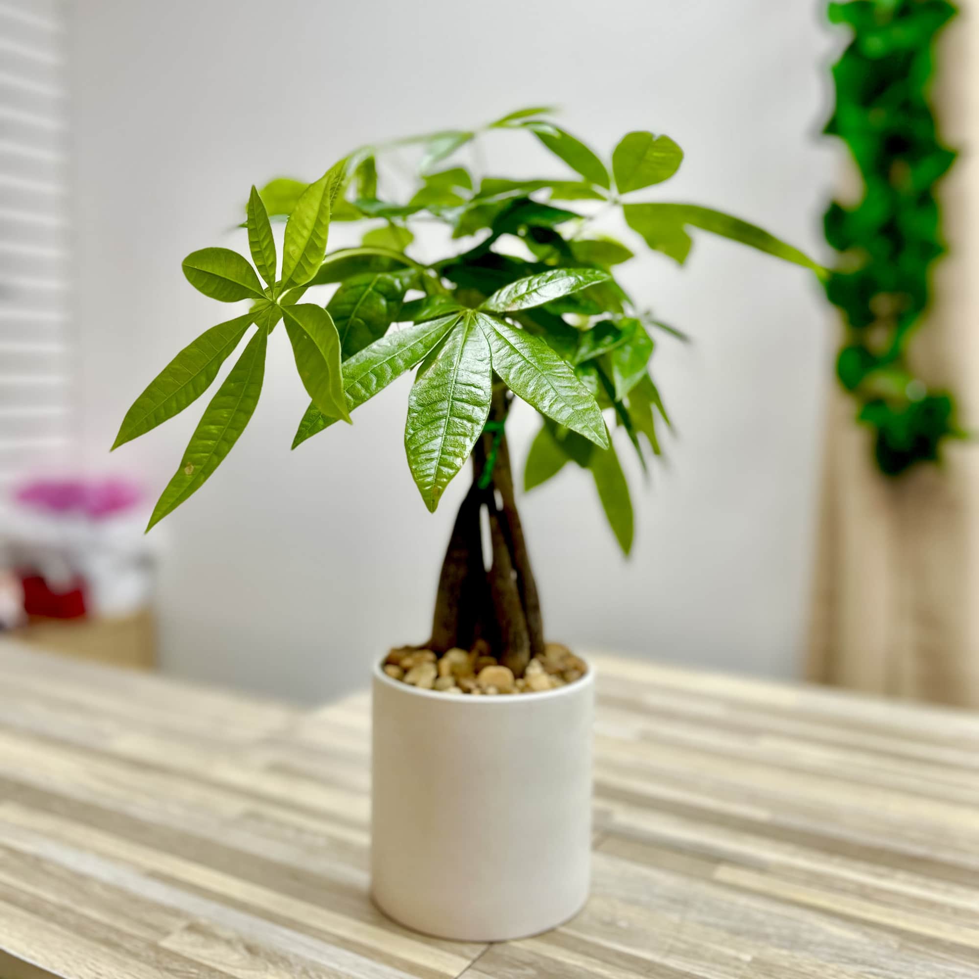Money tree houseplant with glossy leaves in a white pot on a wooden table