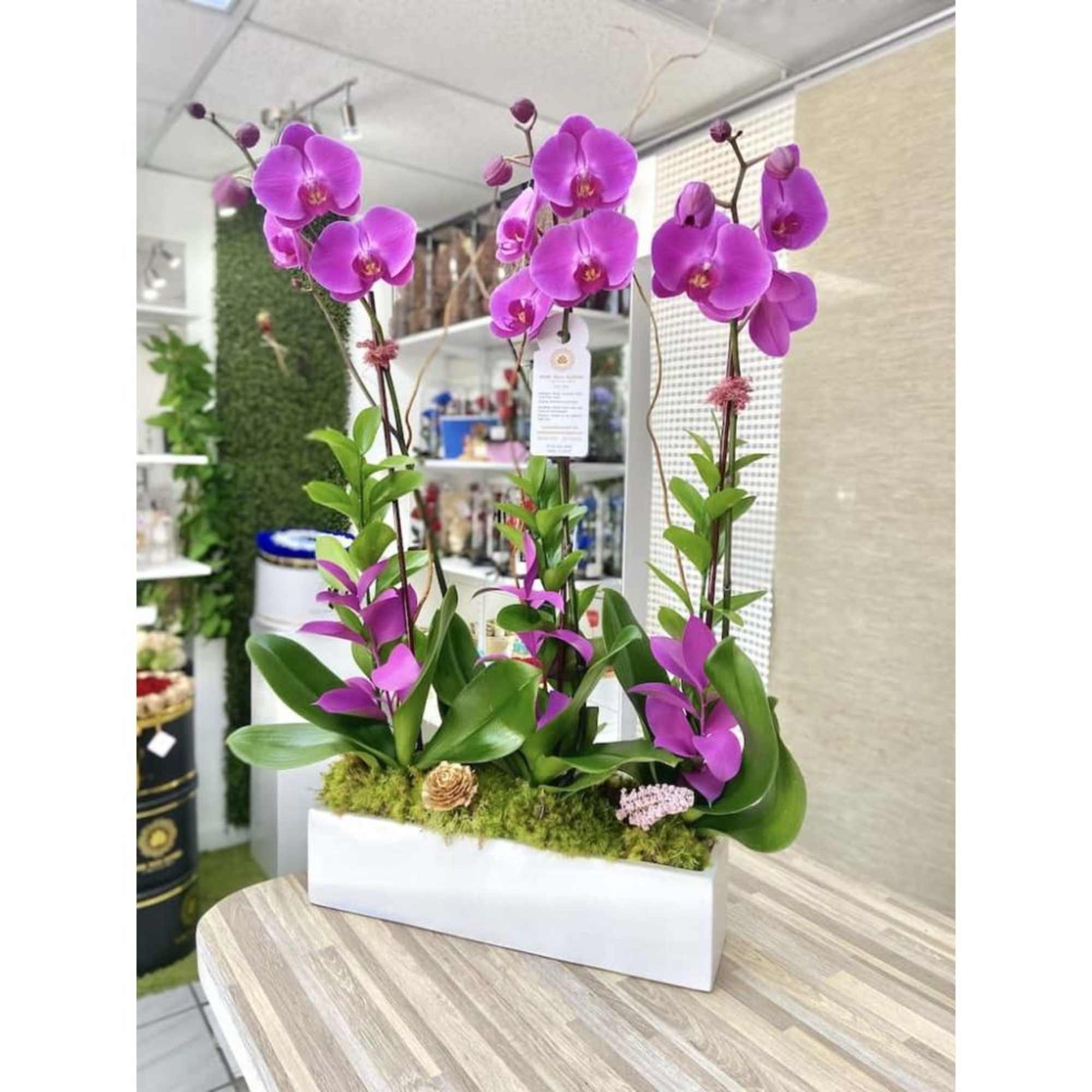 Tall arrangement of pink phalaenopsis orchids in a long white planter with moss at the base