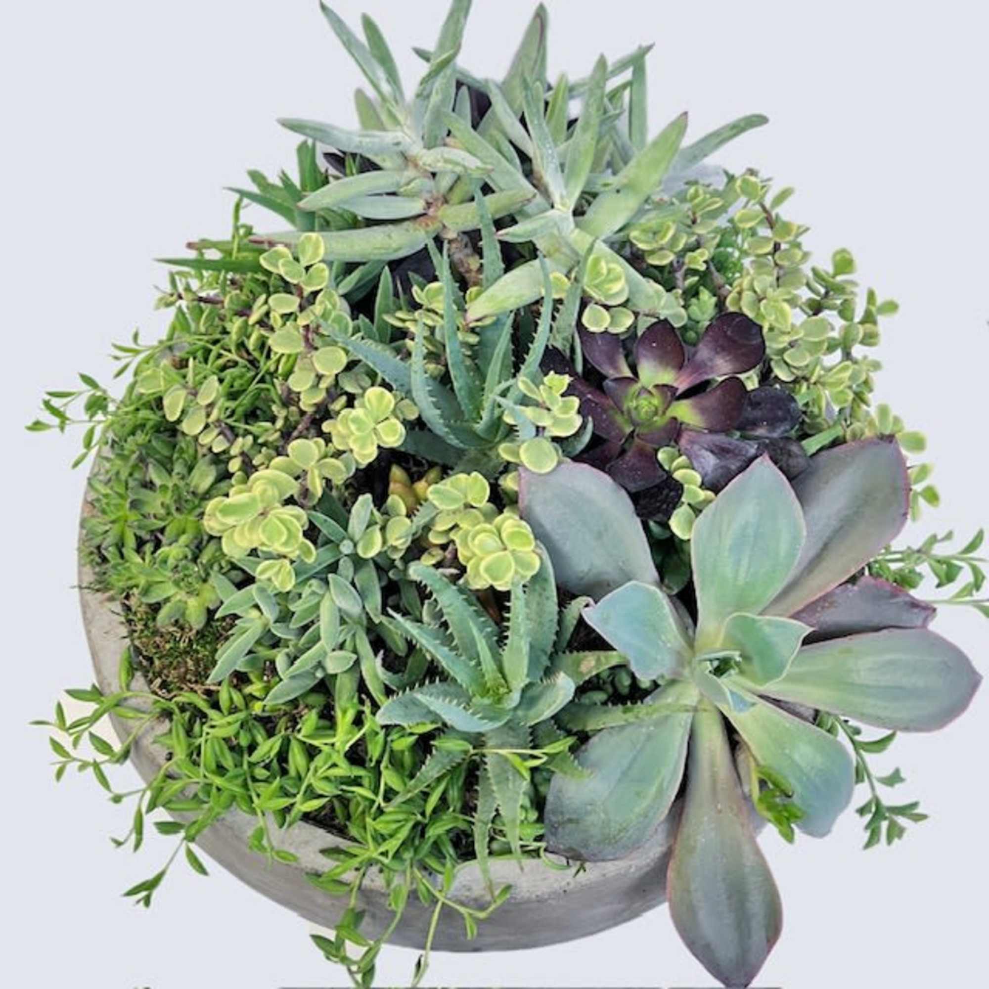 So. Many. Succulents. This large, modern cement container is overflowing with an, photo 2 of 2