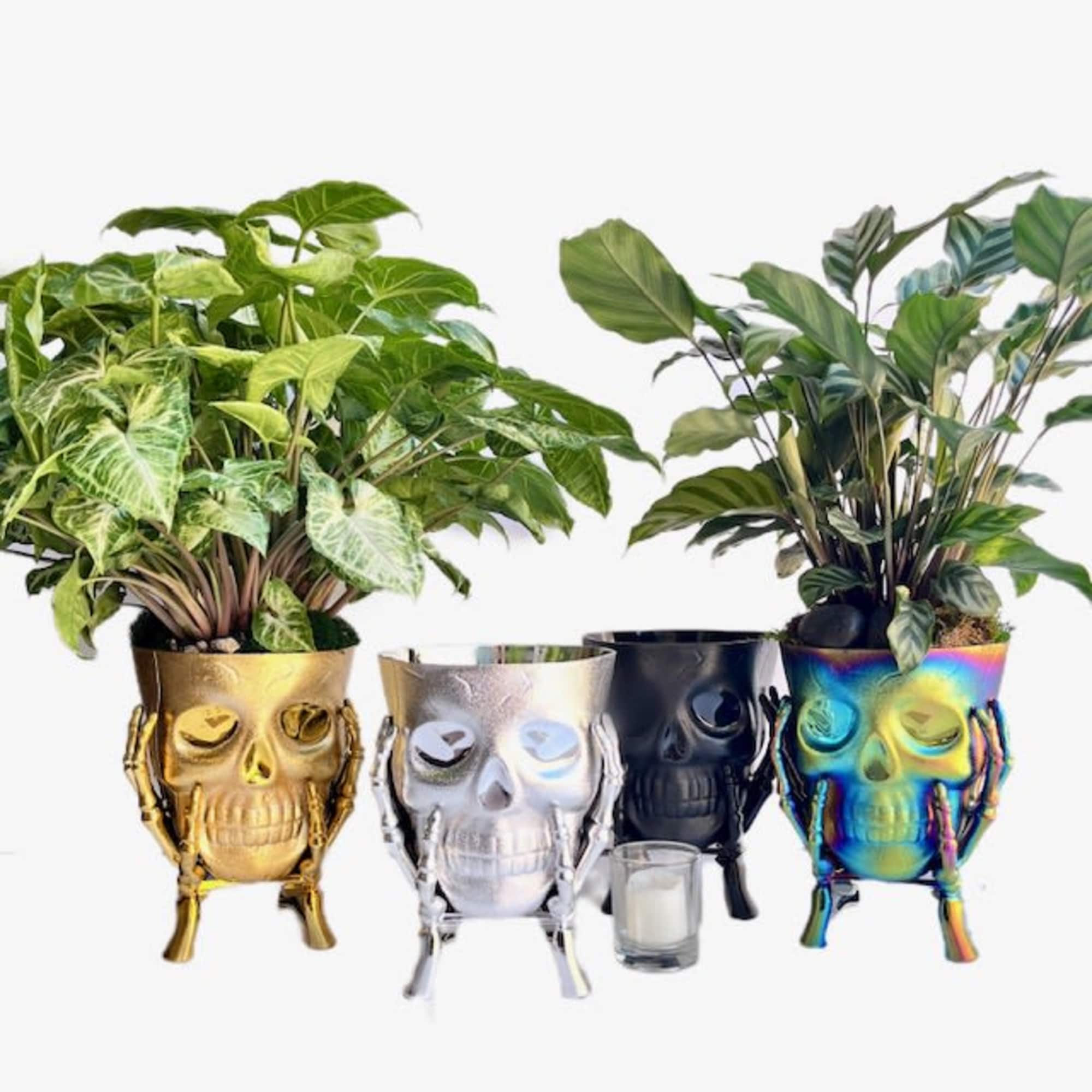Four potted houseplants in skull-shaped planters on a white background