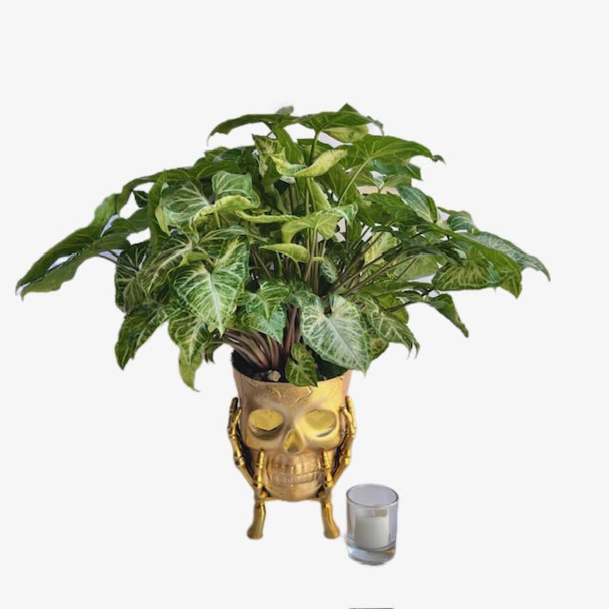 Potted green houseplant in a gold skull planter with a small candle beside it