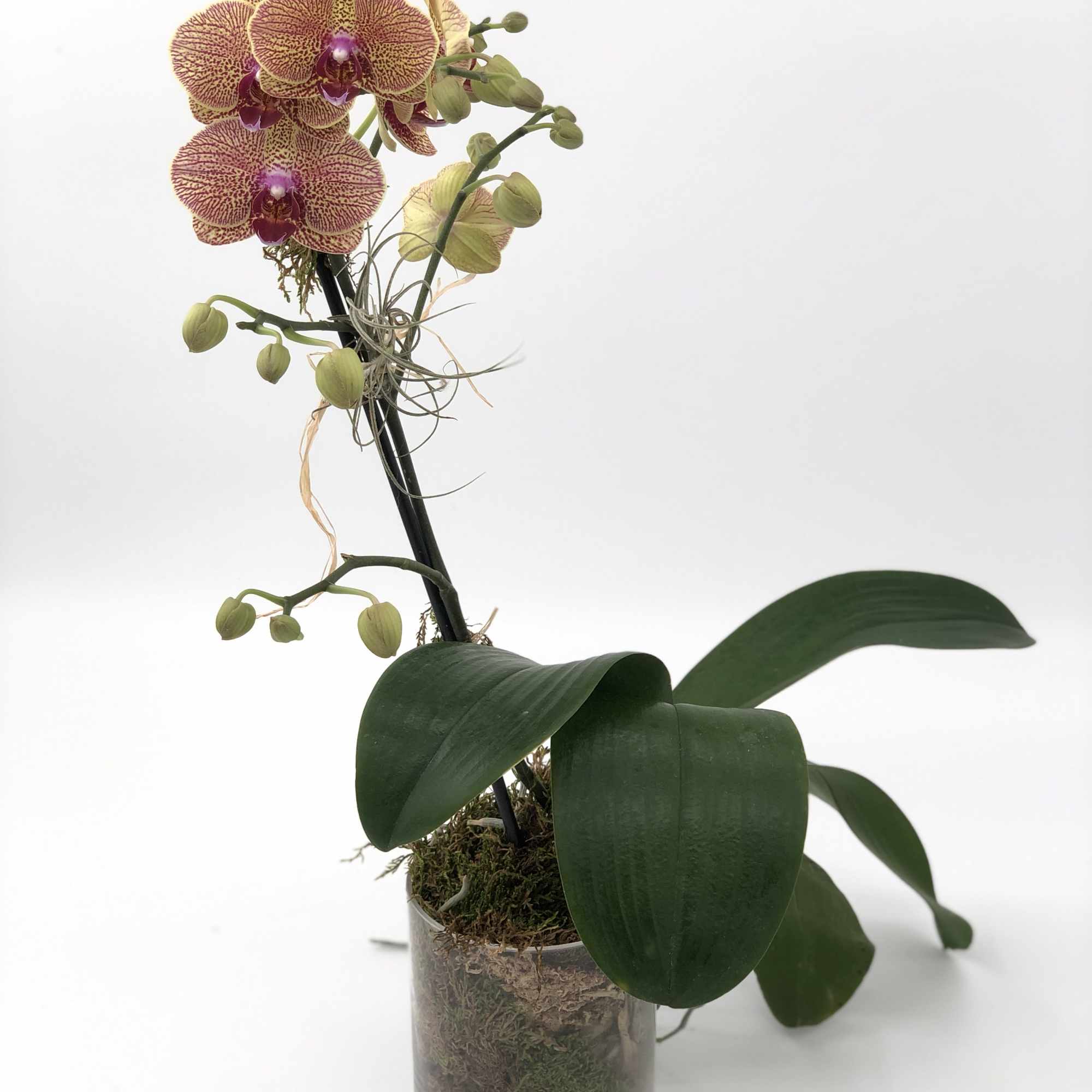 Bring a burst of color to your space with our Kaleidoscope Phalaenopsis