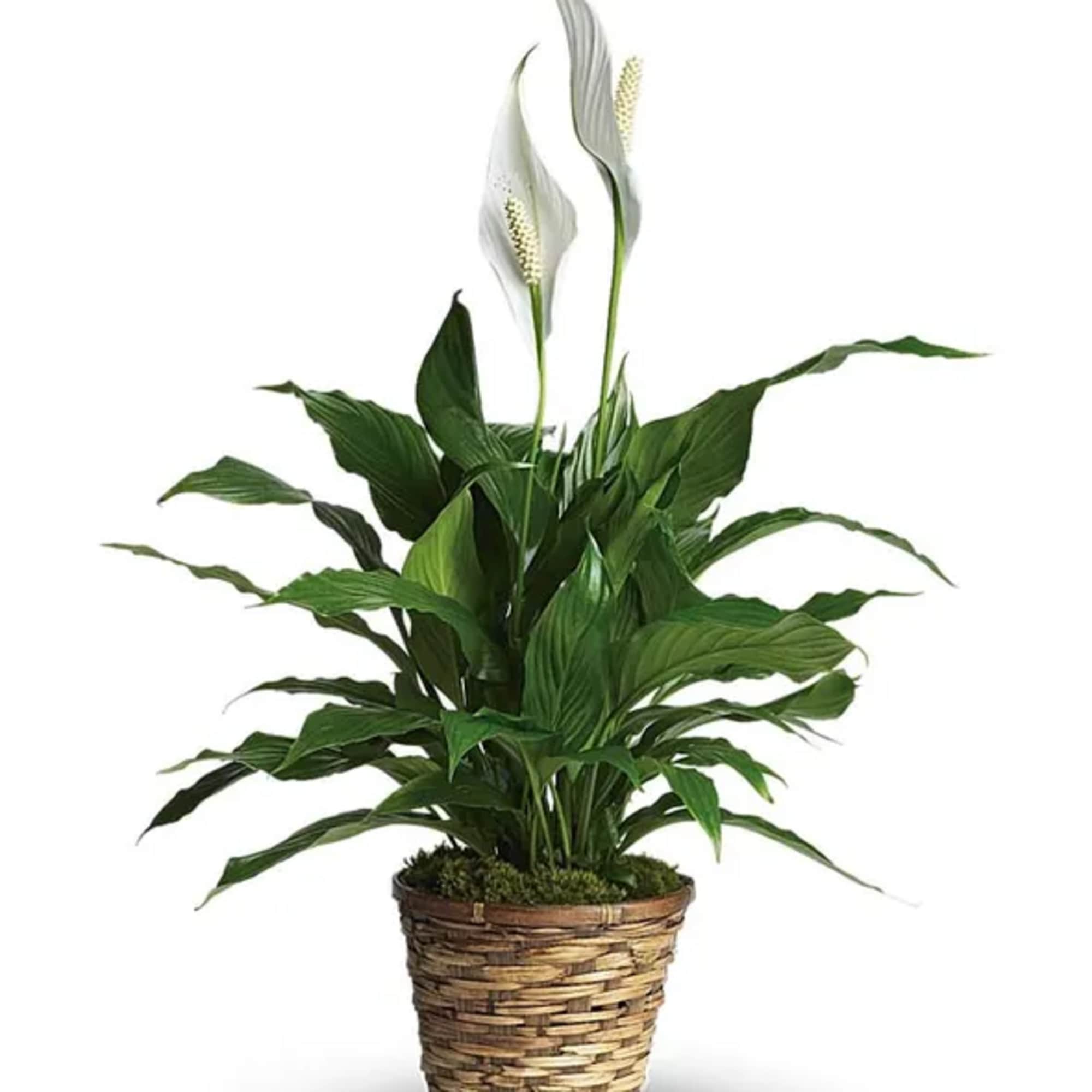 Potted peace lily with white blooms in a woven basket planter