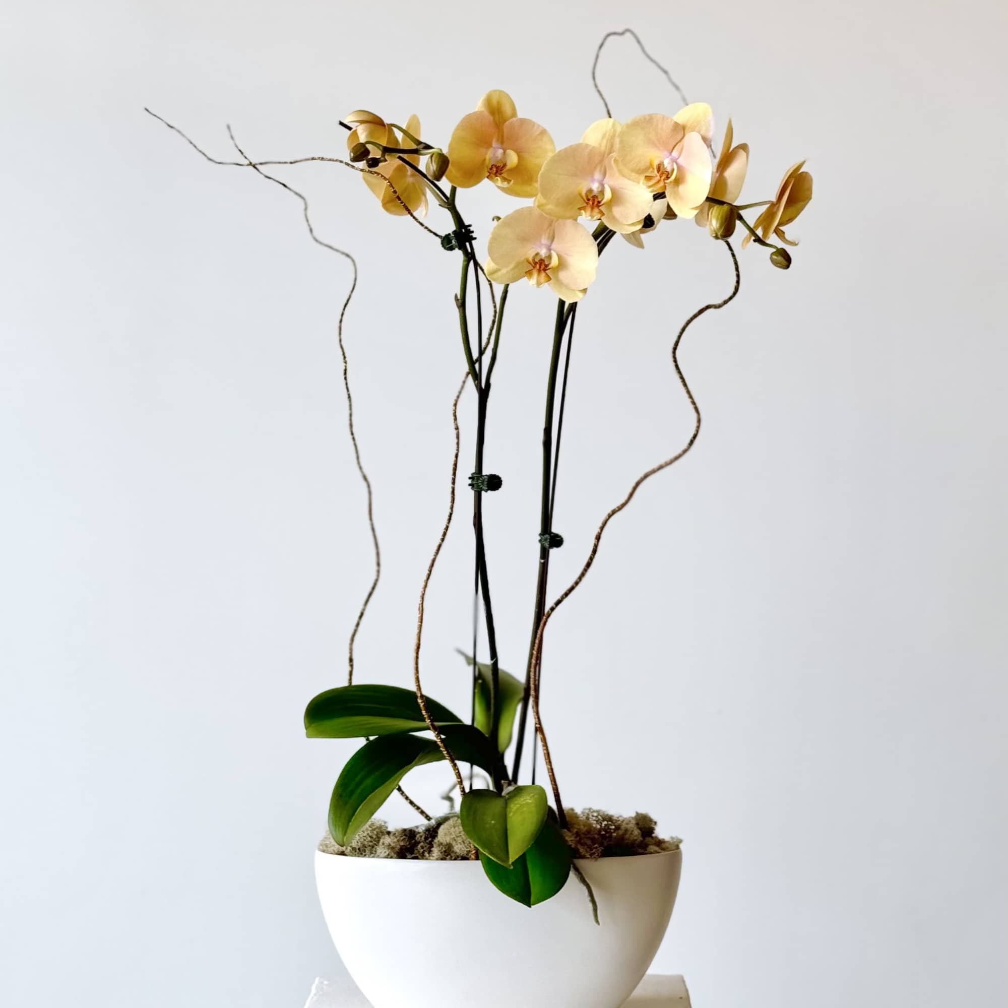Potted orchid arrangement with pale yellow blooms in a white bowl