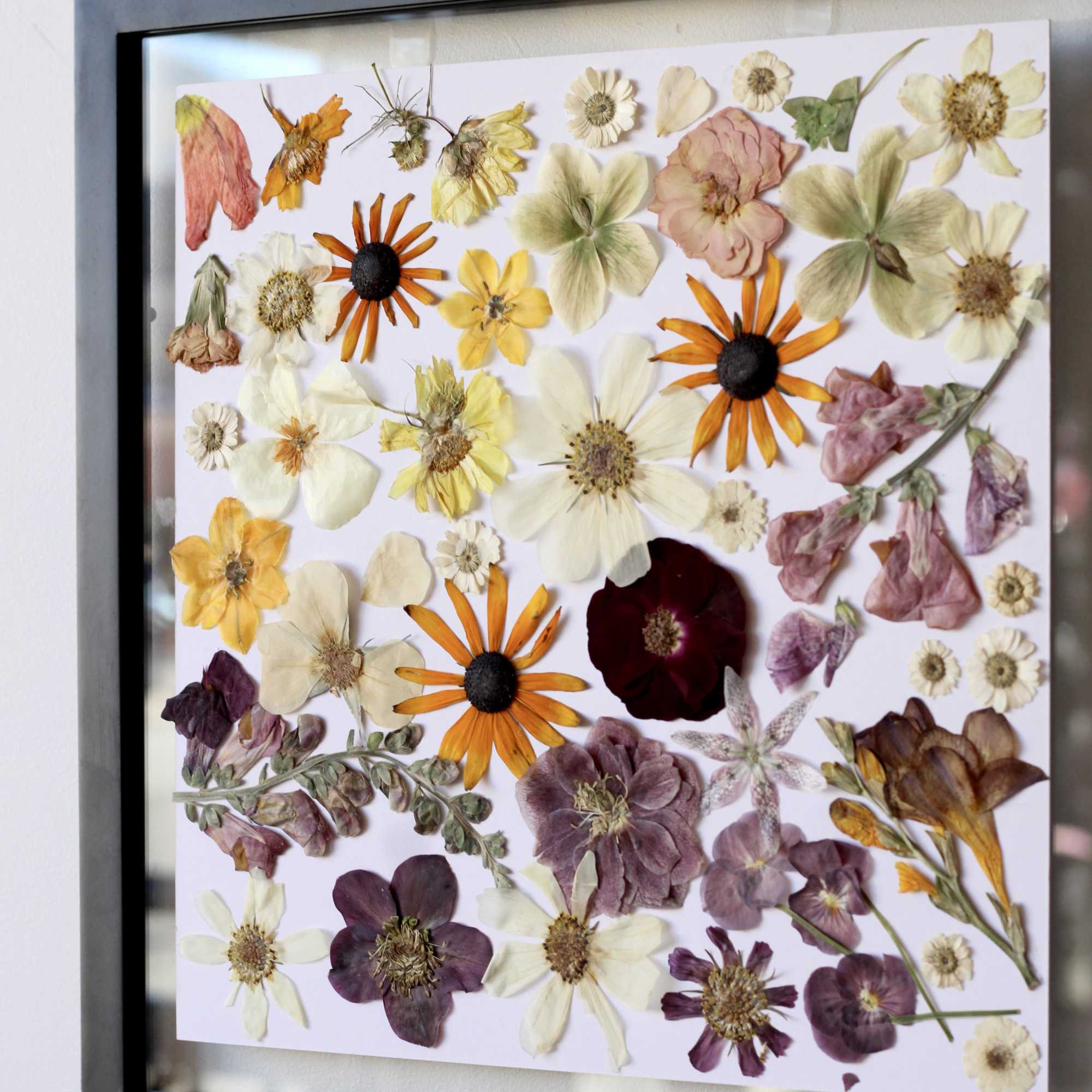 Framed pressed flowers arranged on white paper