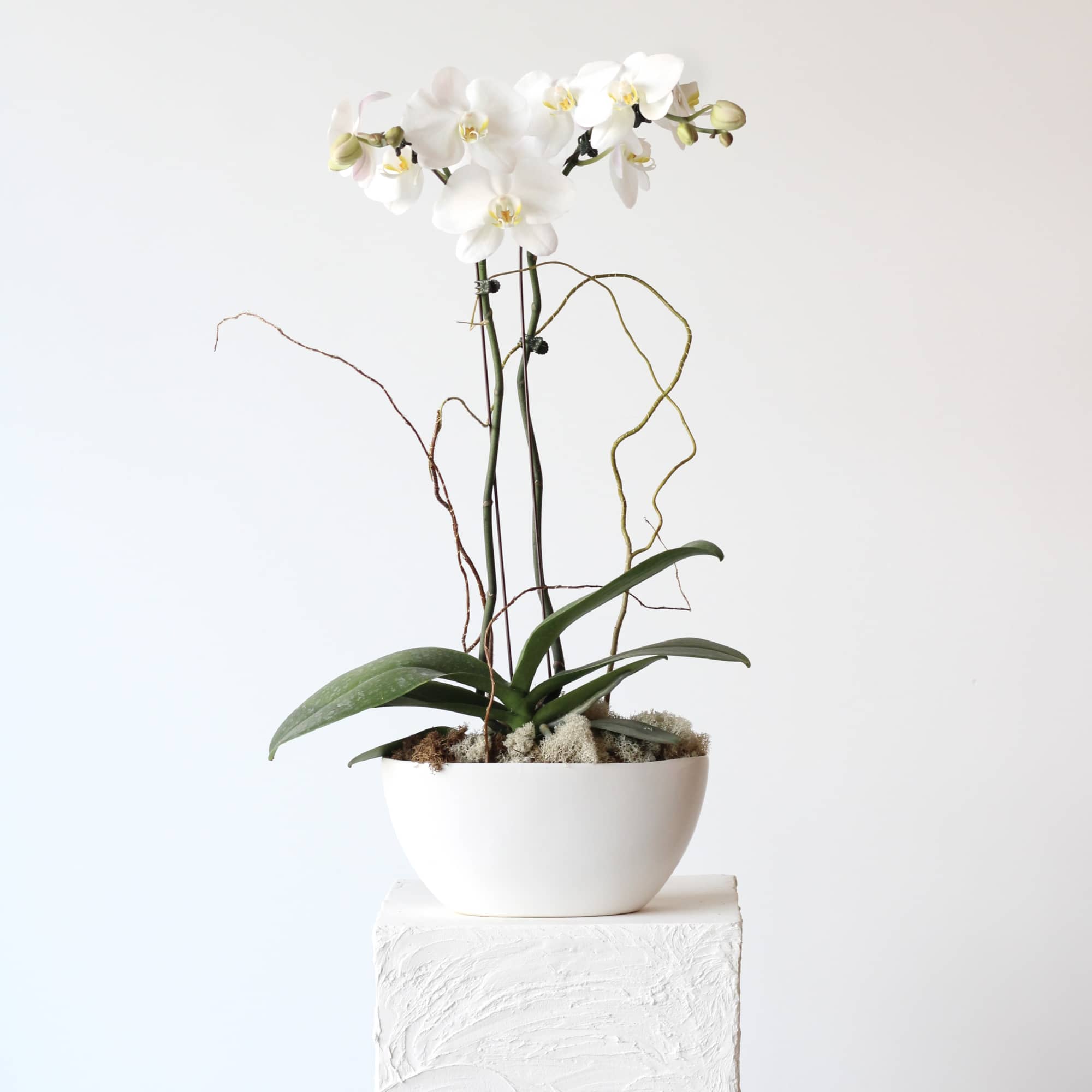 White orchid plant in a white bowl-shaped pot