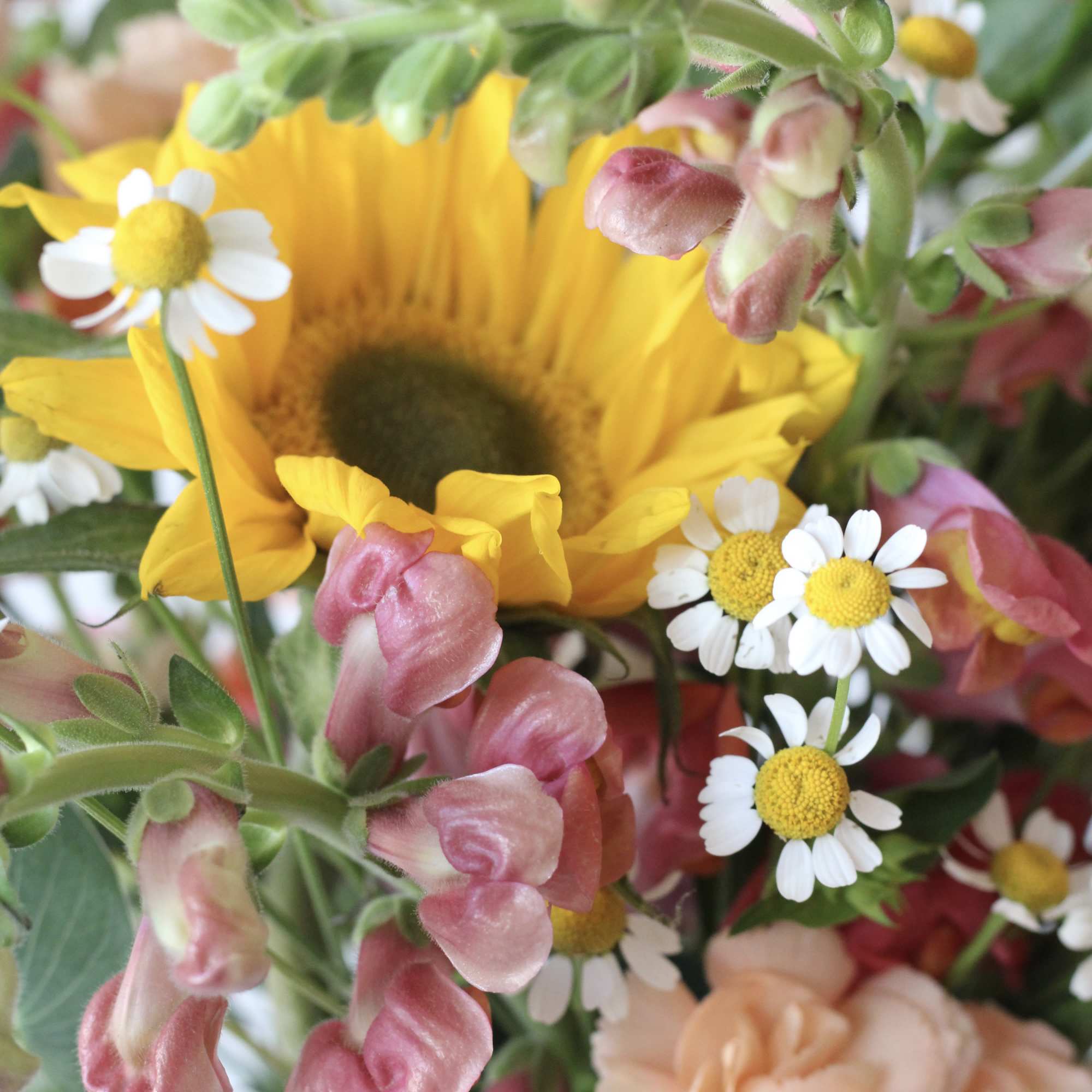 Close-up bouquet with a sunflower, pink snapdragons, and small white daisies