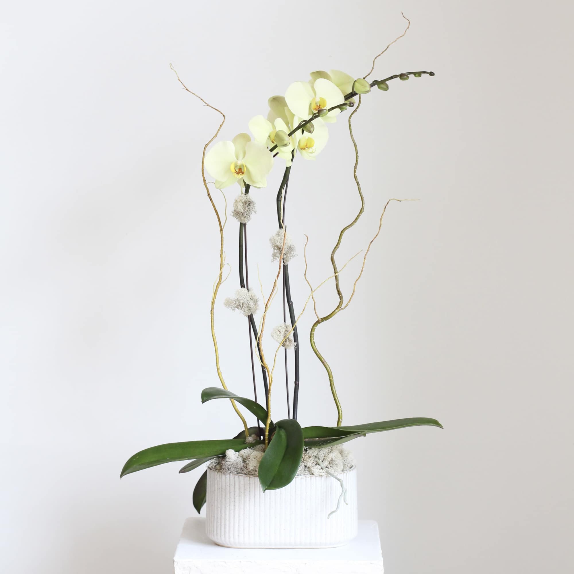 White orchid arrangement in a ribbed ceramic pot with tall curly branches