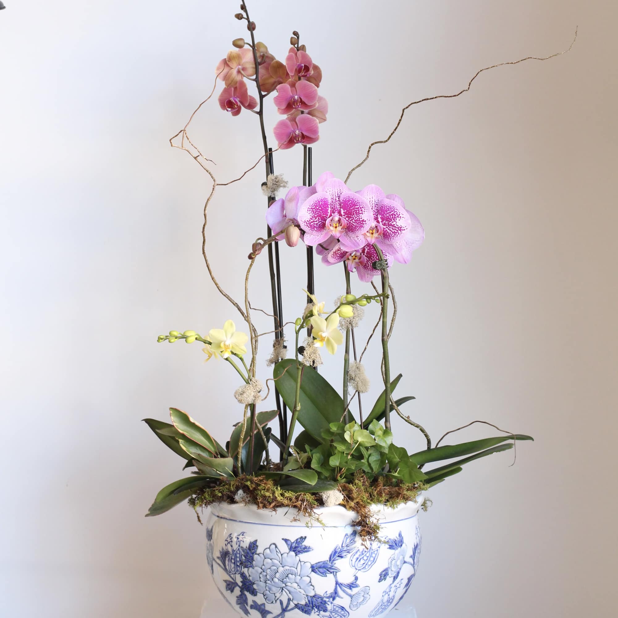 Orchid arrangement in a blue-and-white ceramic planter