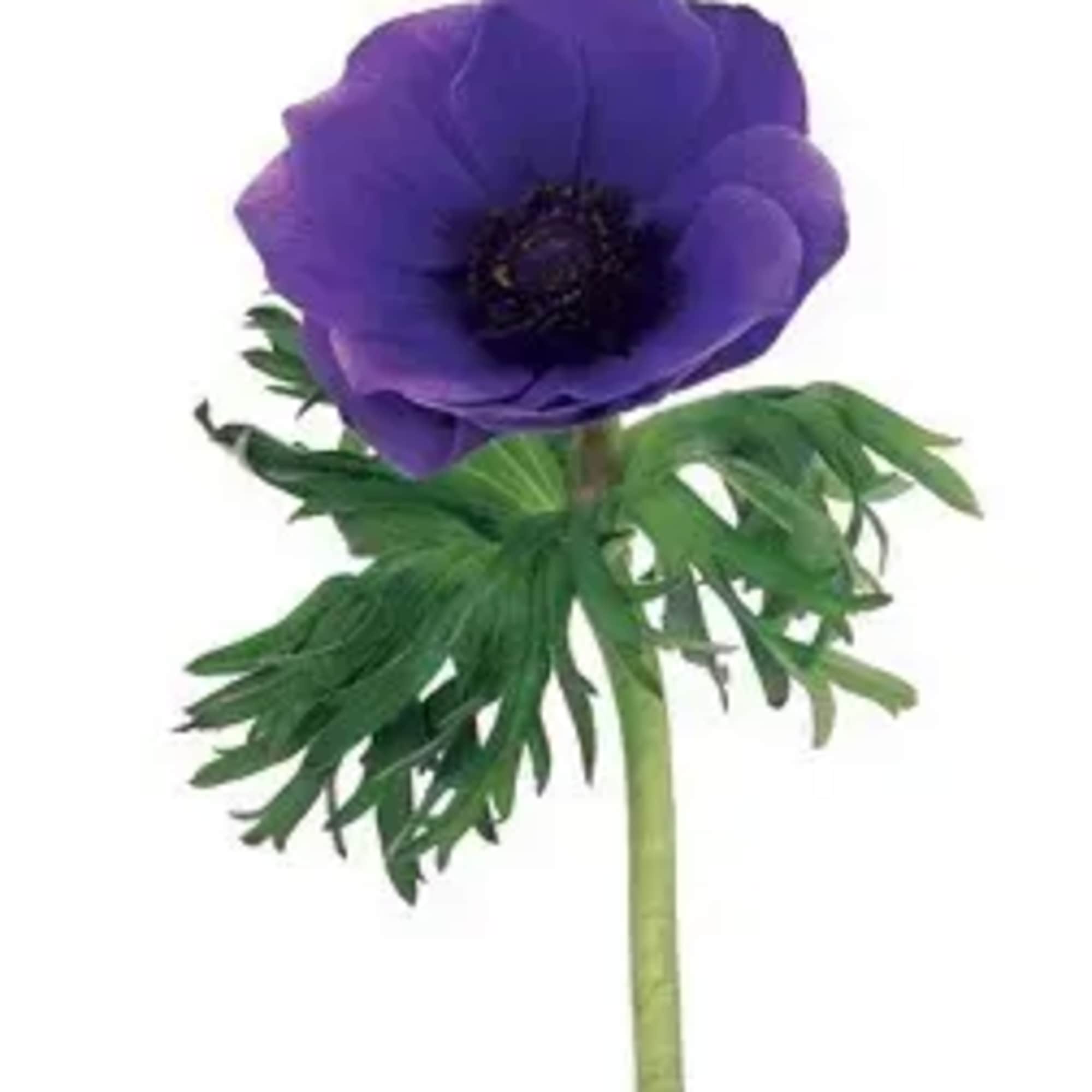 Anemone- Blue/Purple in Cleveland, OH | Cleveland Floral