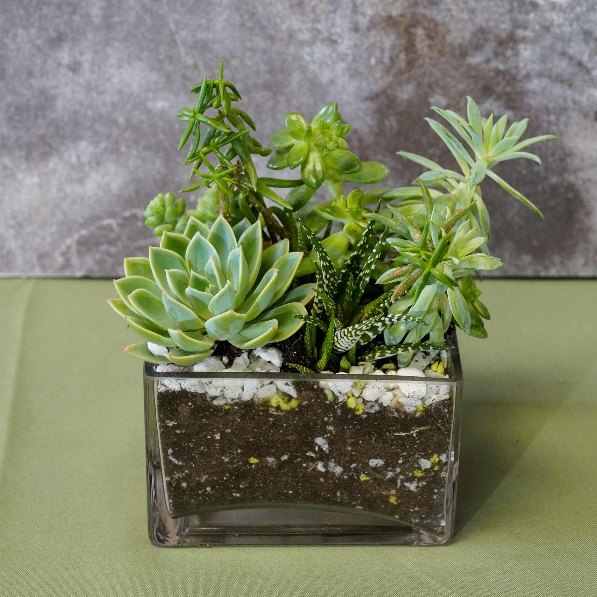 Succulent arrangement in a clear square glass container