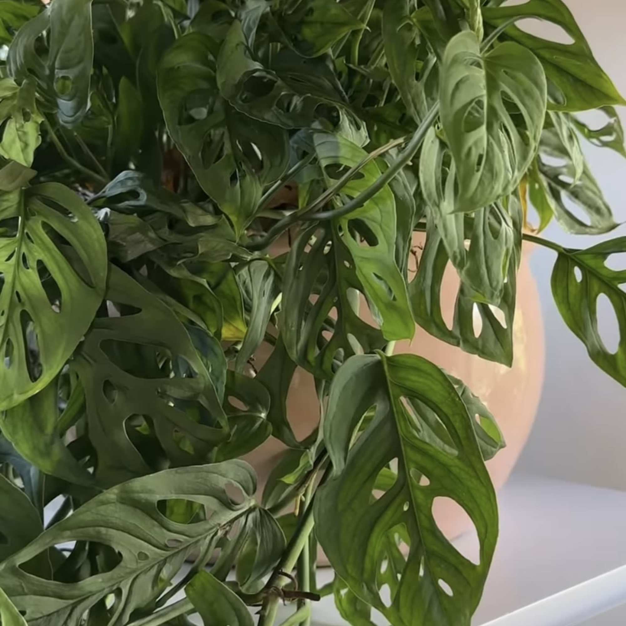 Dense green houseplant with perforated leaves in a white pot