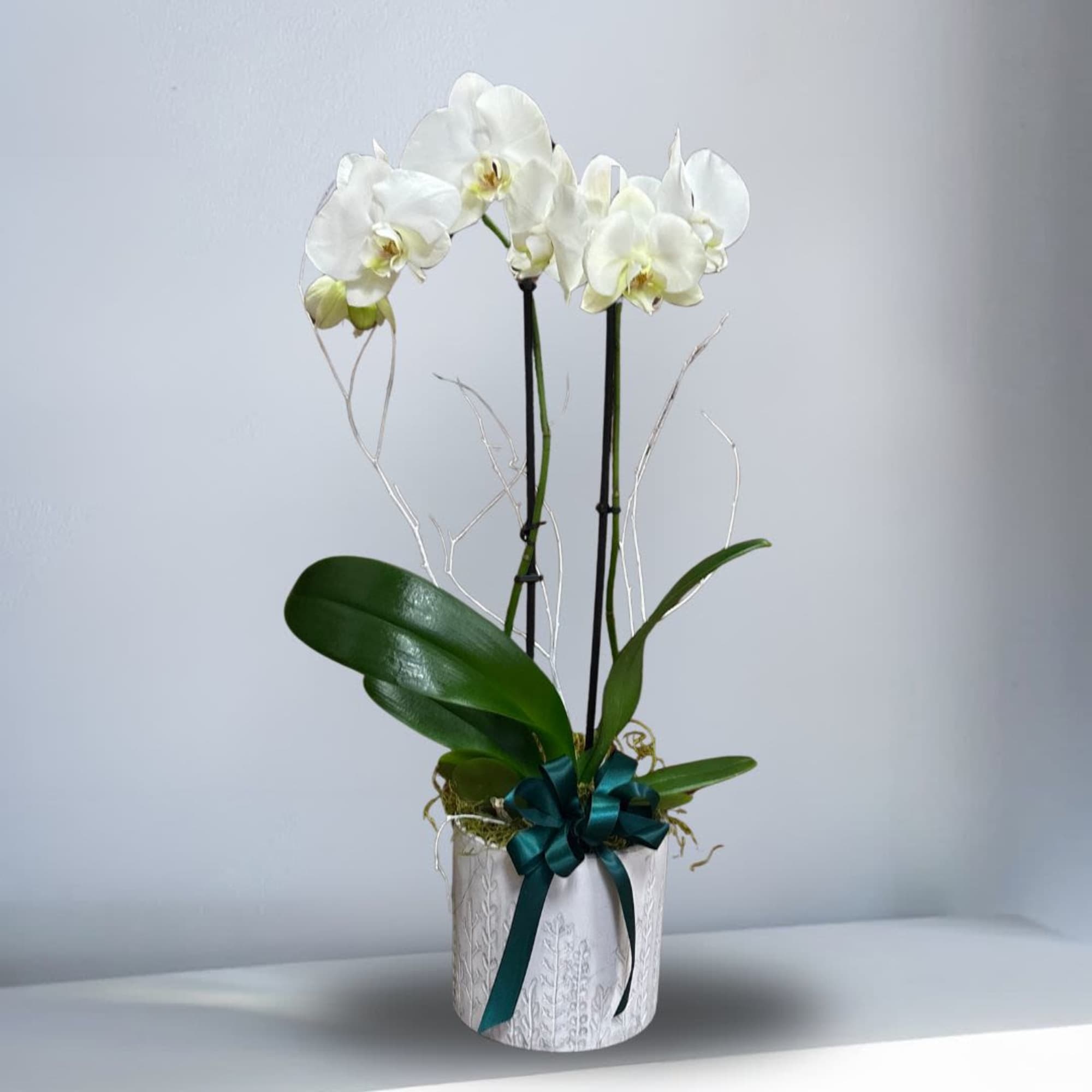 Type of Flowers: White Two-Stem Phalaenopsis Orchid Plant with ribbon and moss