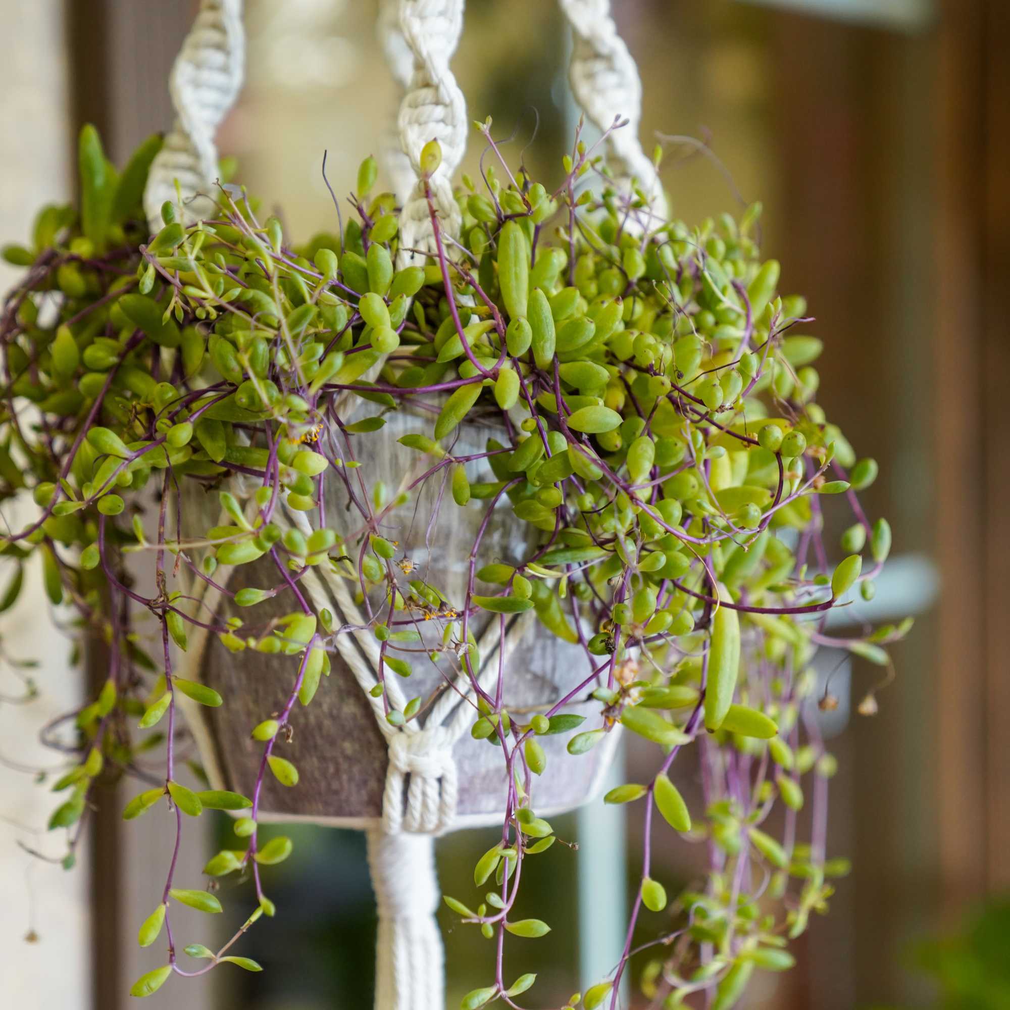 Macrame Plant Hanger
