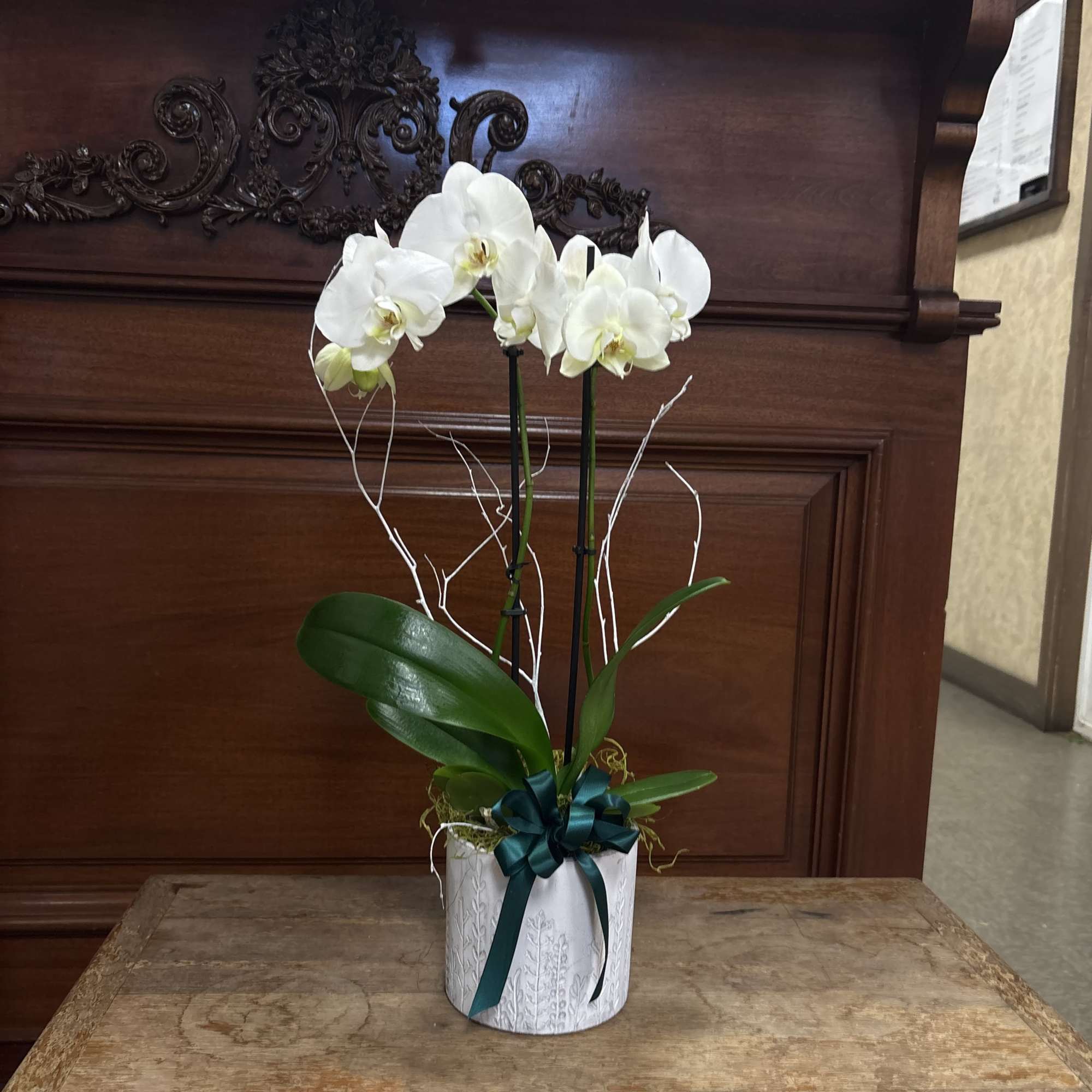 Type of Flowers: White Two-Stem Phalaenopsis Orchid Plant with ribbon and moss, photo 2 of 2