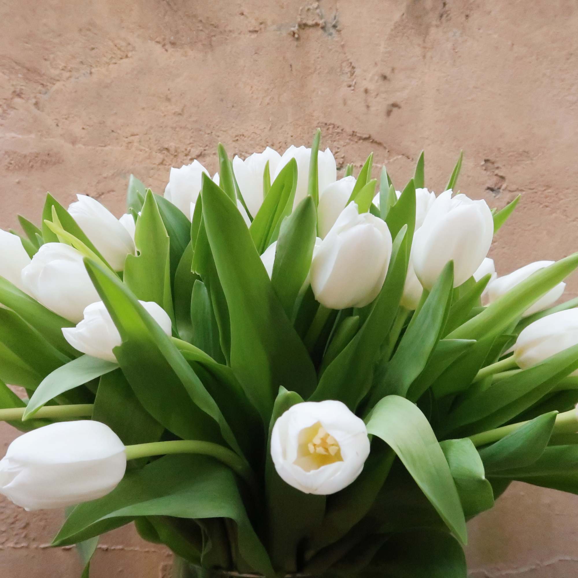 Bouquet of white tulips with green leaves