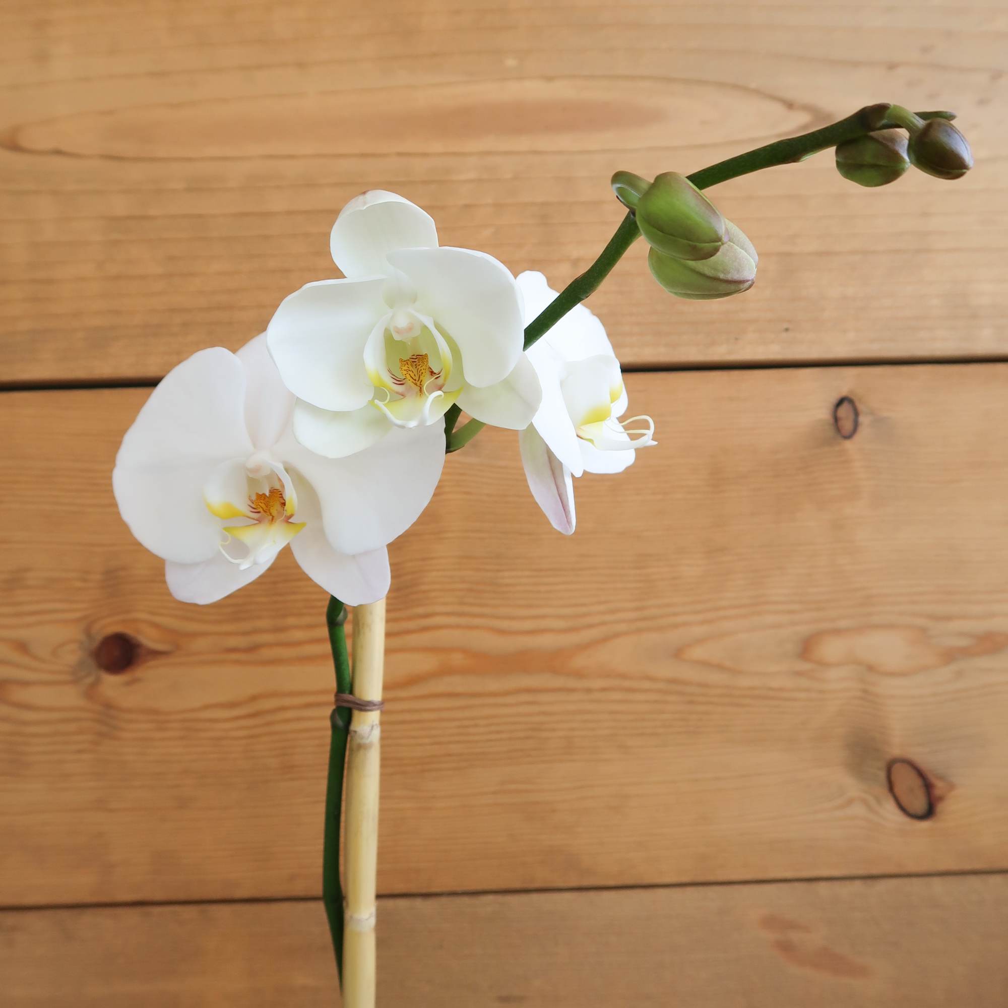 Single white orchid stem with several blooms and buds