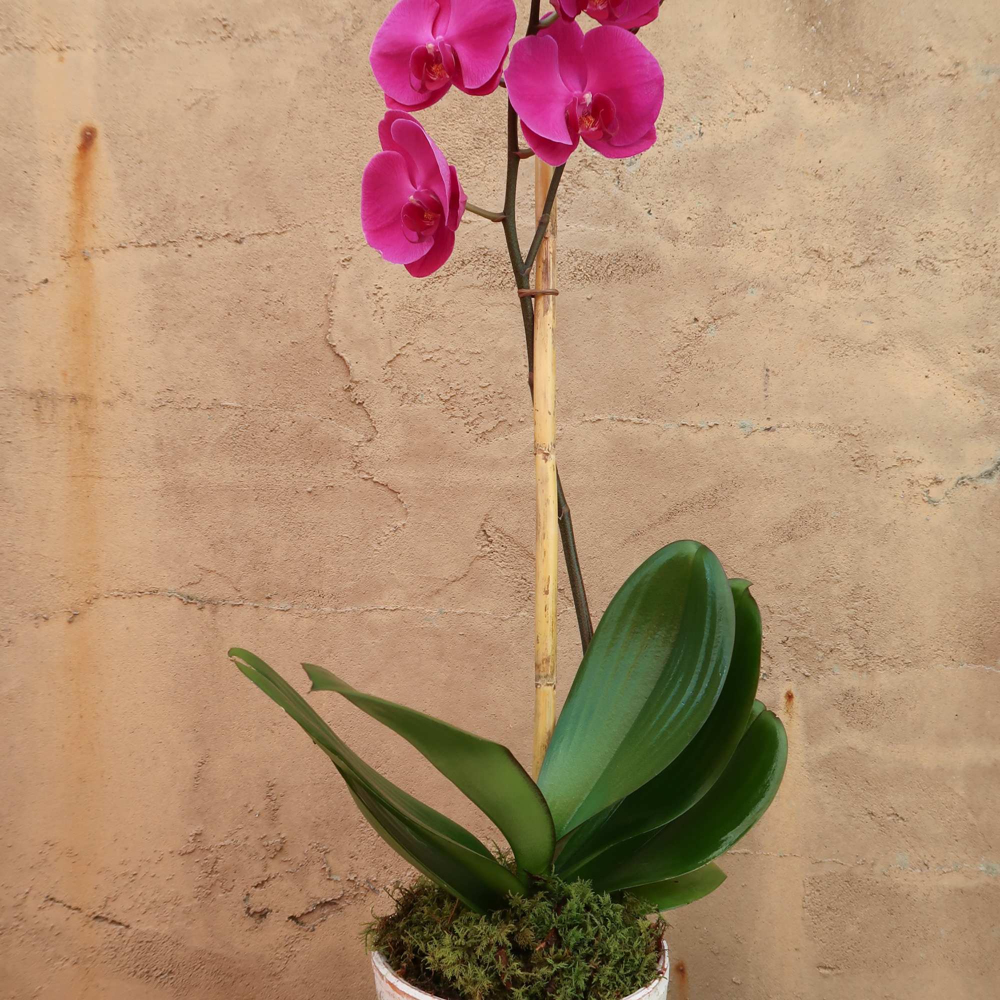 Potted pink orchid with broad green leaves in a white container