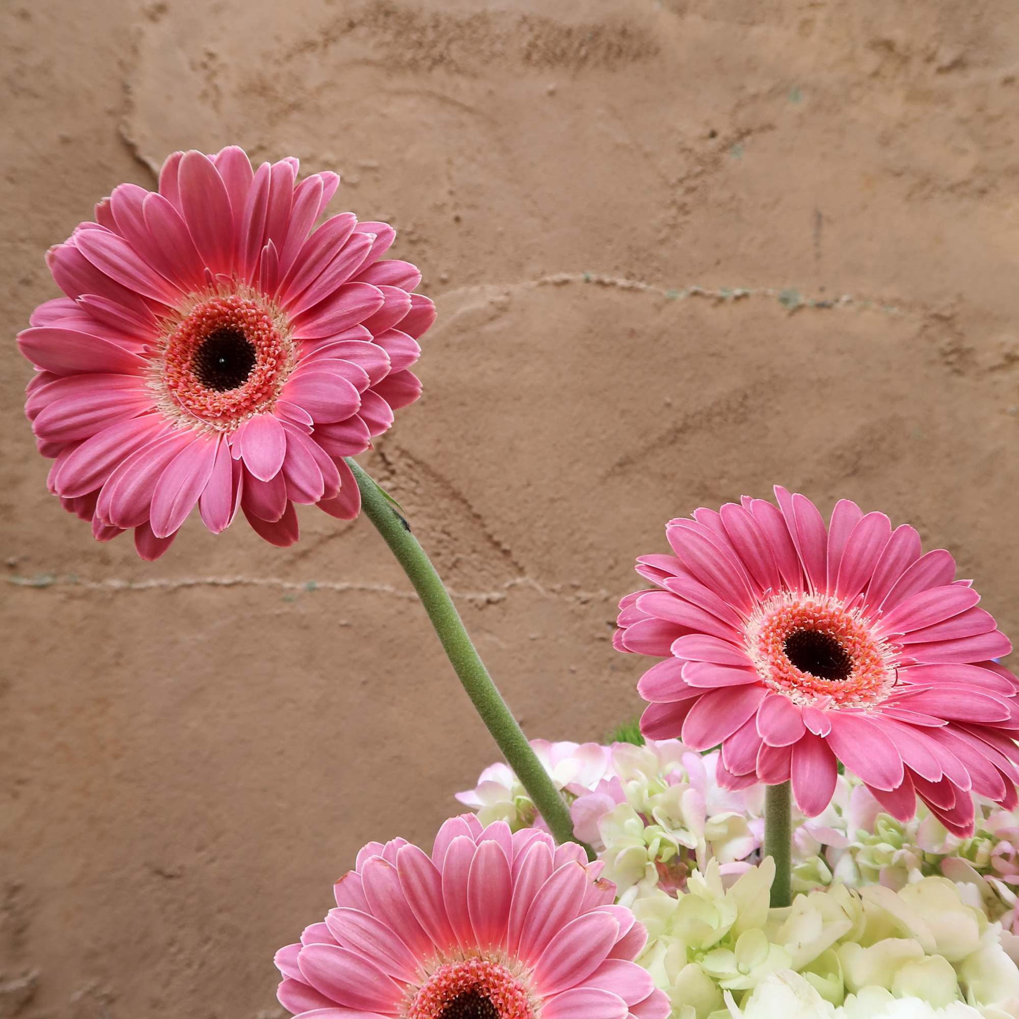 Pink gerbera daisies with pale hydrangeas