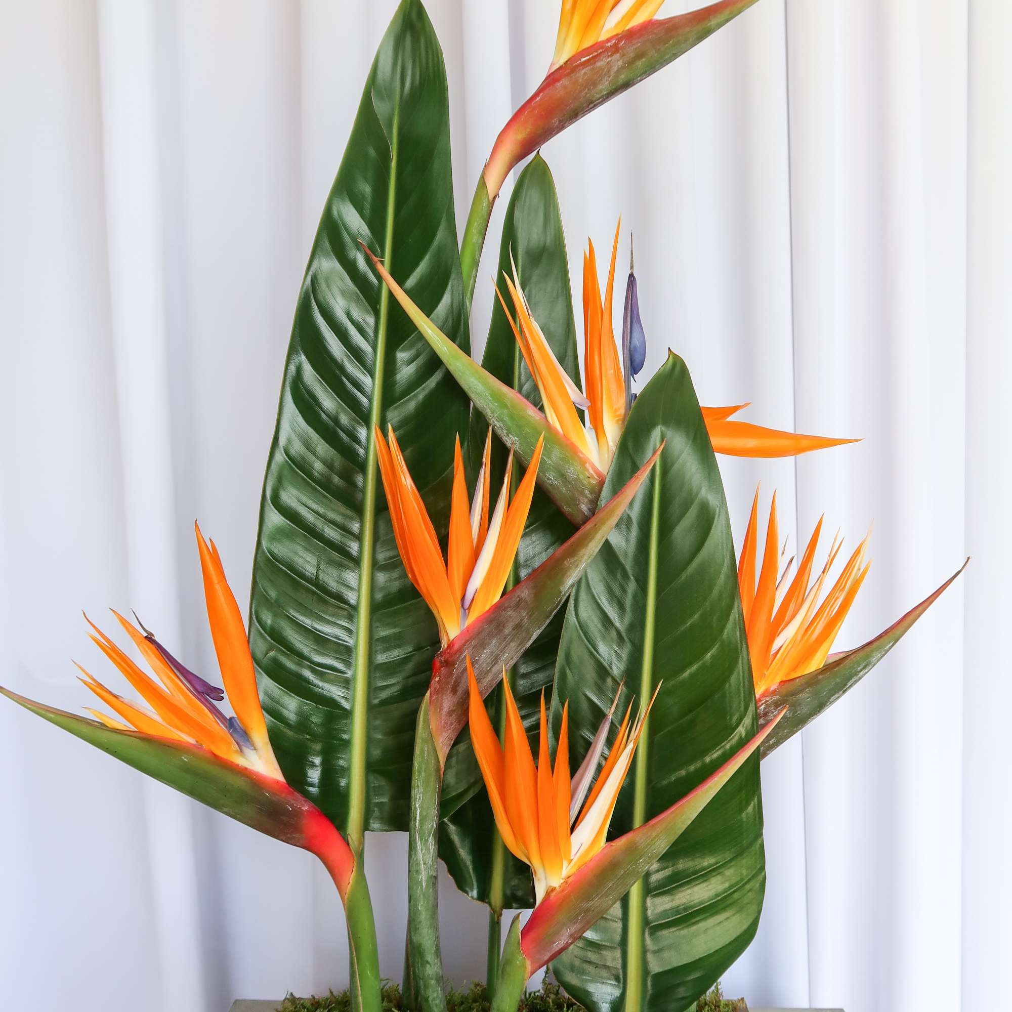 Minimalist meets Tropical with this beautiful arrangement of birds of paradise perfect