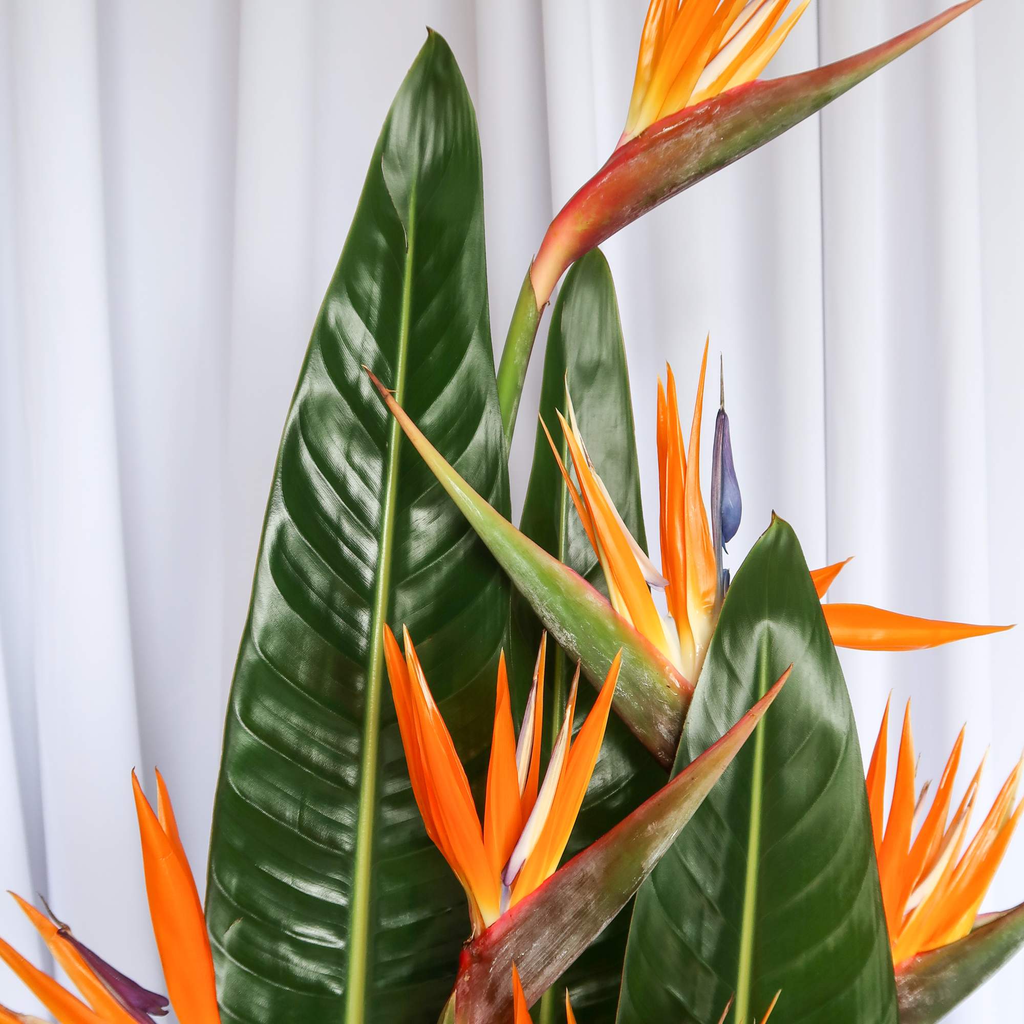 Minimalist meets Tropical with this beautiful arrangement of birds of paradise perfect, photo 4 of 4