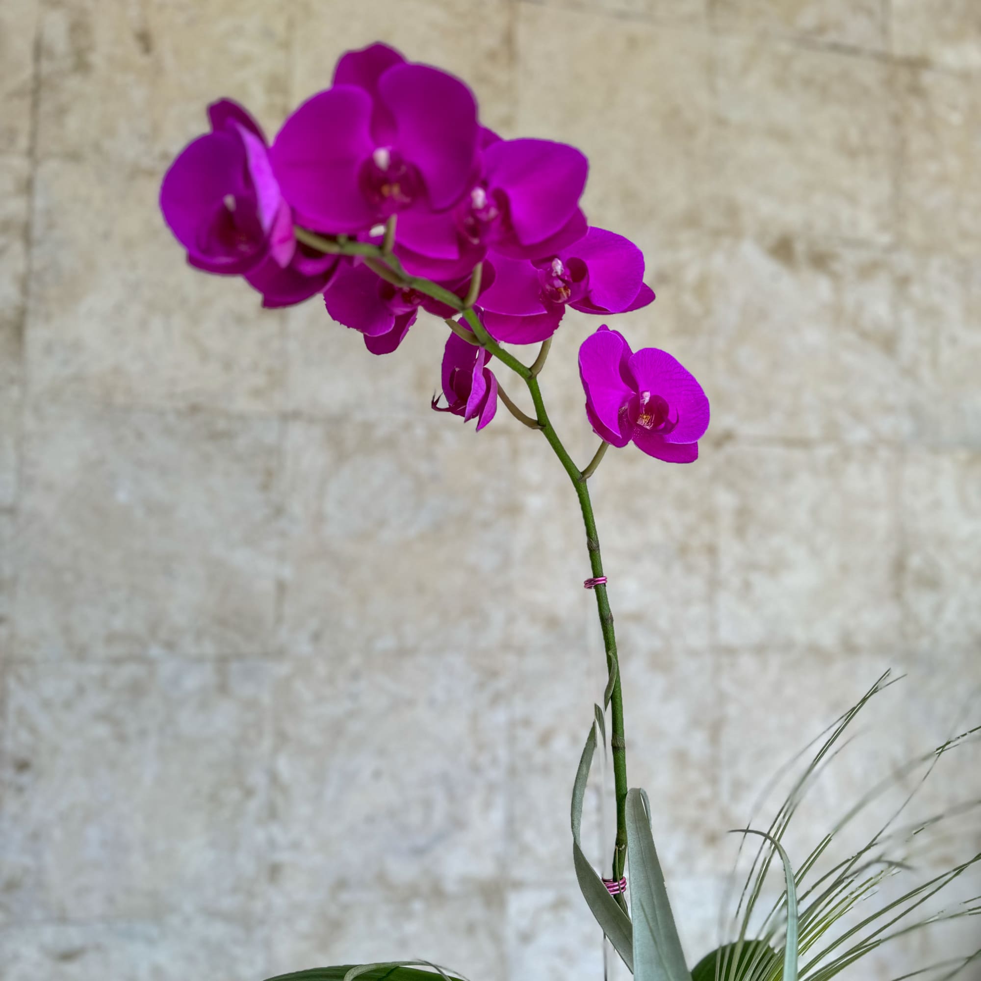 Magenta orchid stem with a few blooms against a stone wall