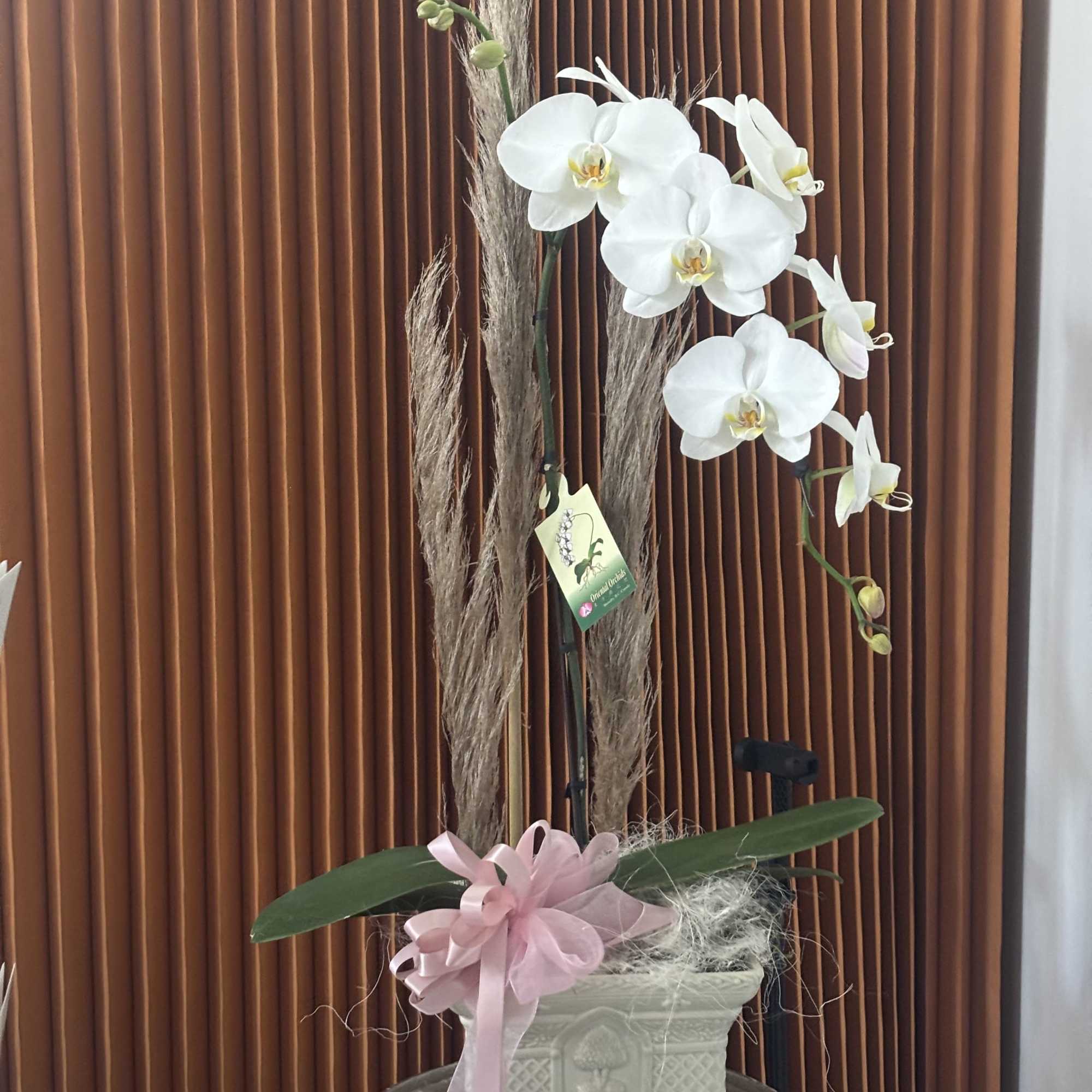 White orchid arrangement in a decorative planter with a pink ribbon