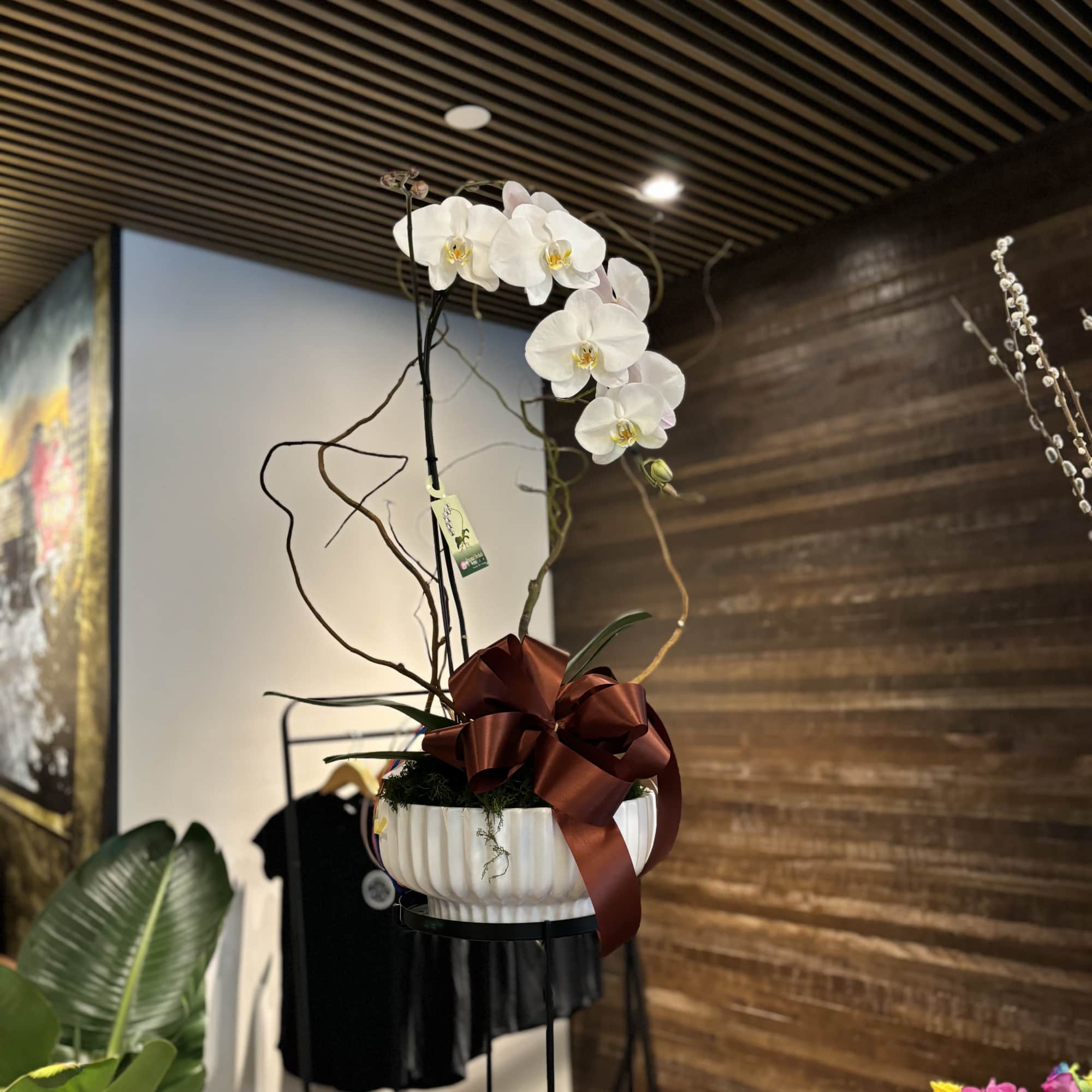 White orchid arrangement in a white bowl with a large brown ribbon