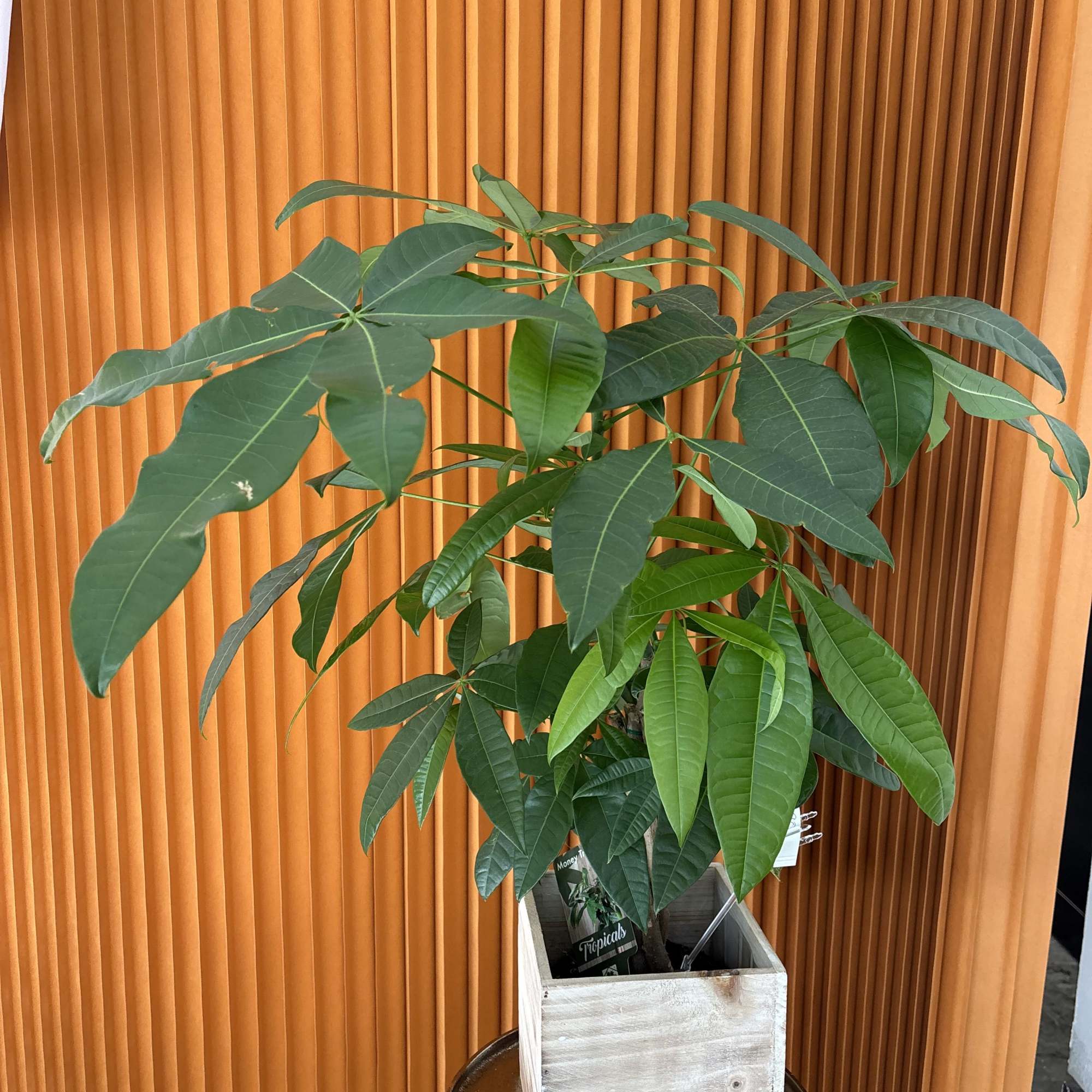 Potted money tree plant in a wooden planter
