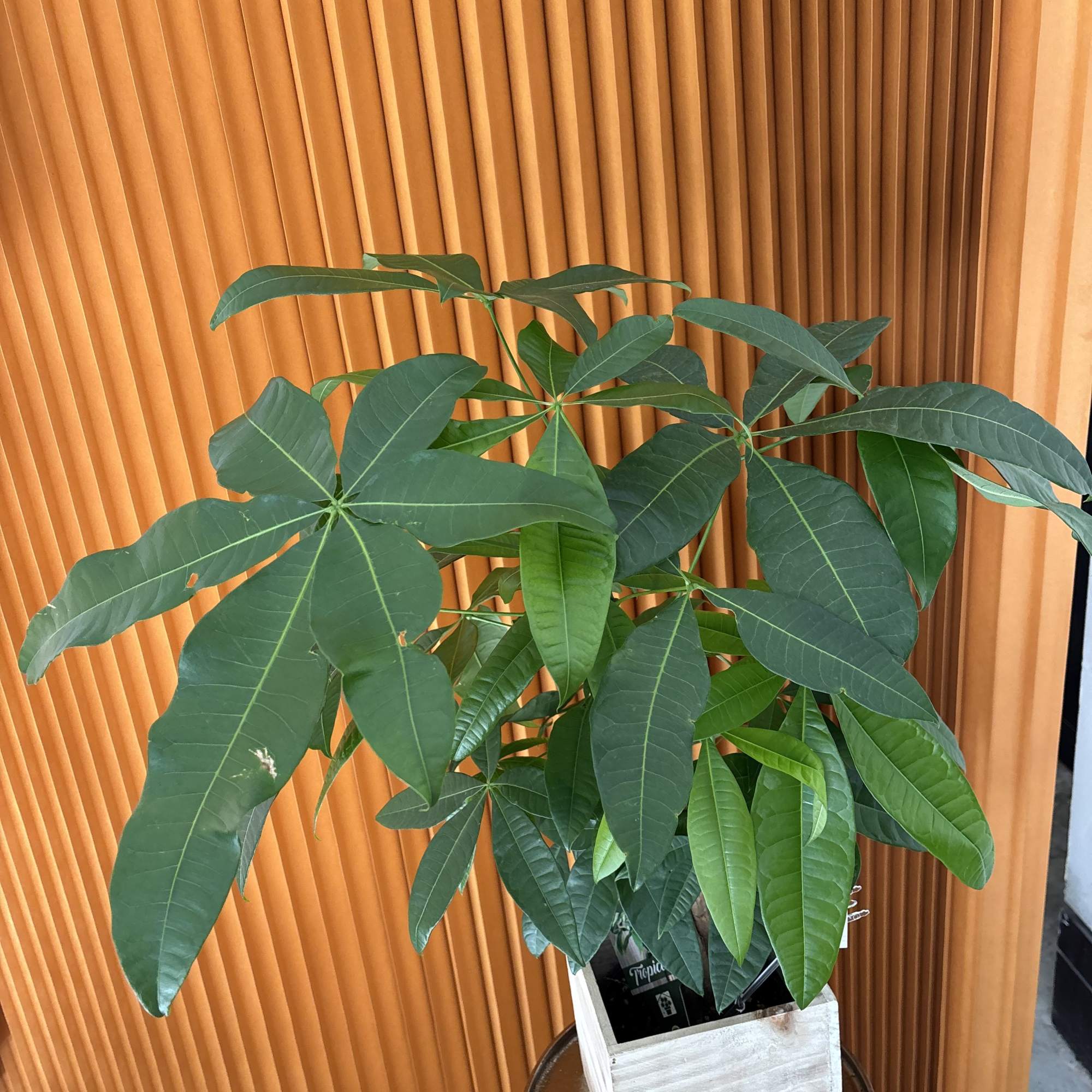 Potted green plant with large palmate leaves in a wooden container